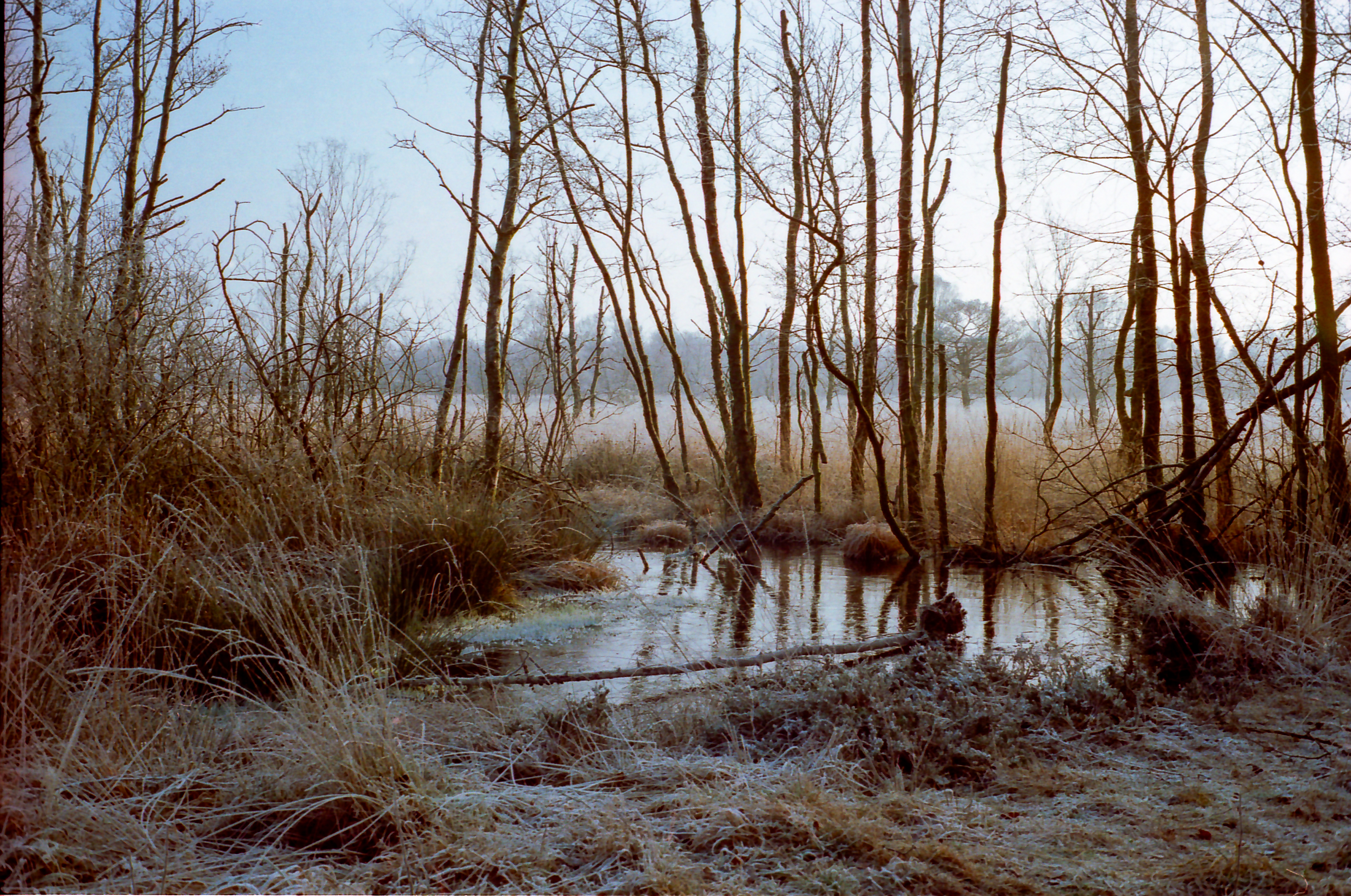 Dosenmoor im Winter 5