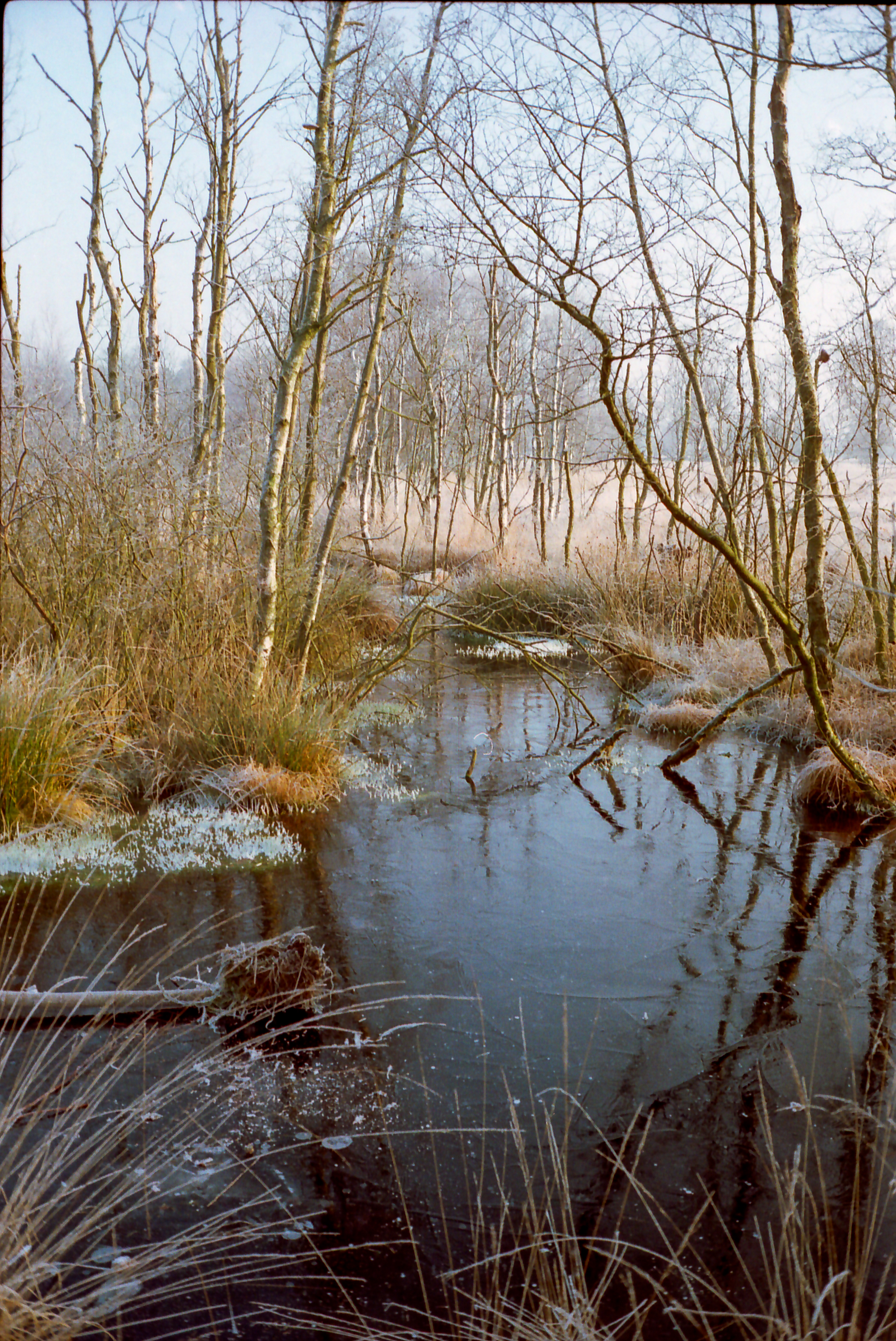 Dosenmoor im Winter 4