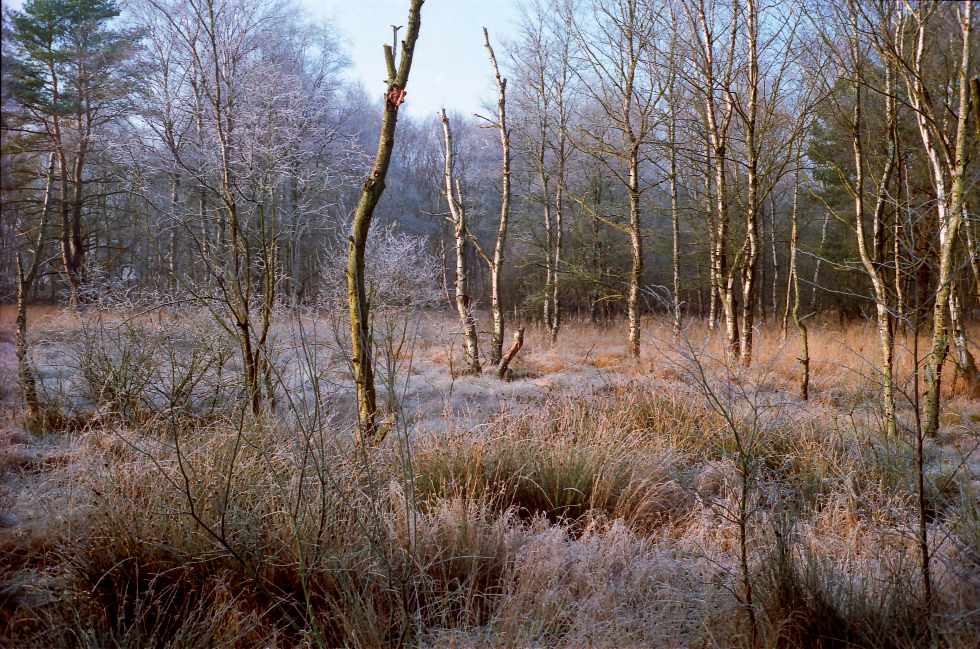 Dosenmoor im Winter 3