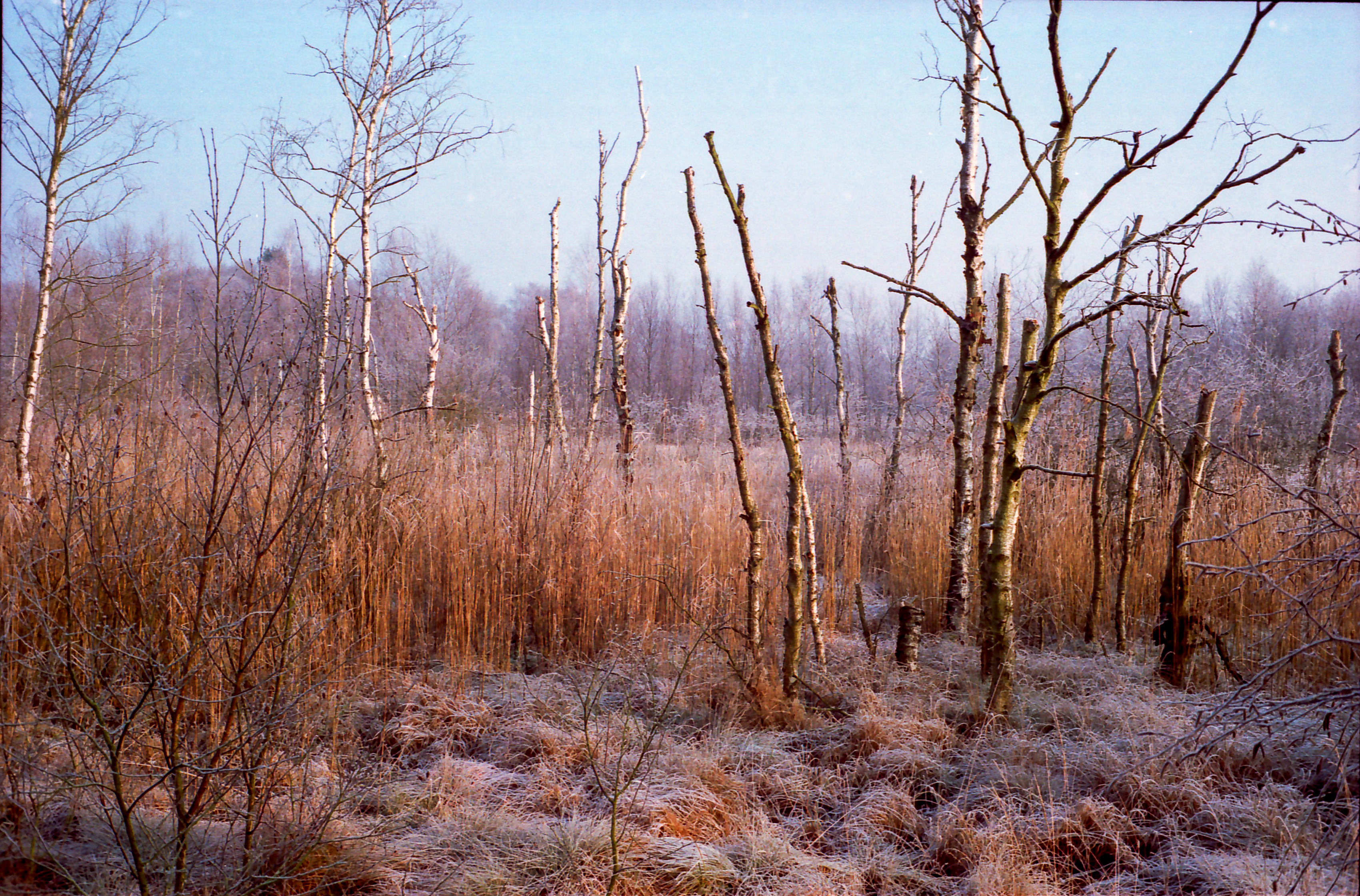 Dosenmoor im Winter 2