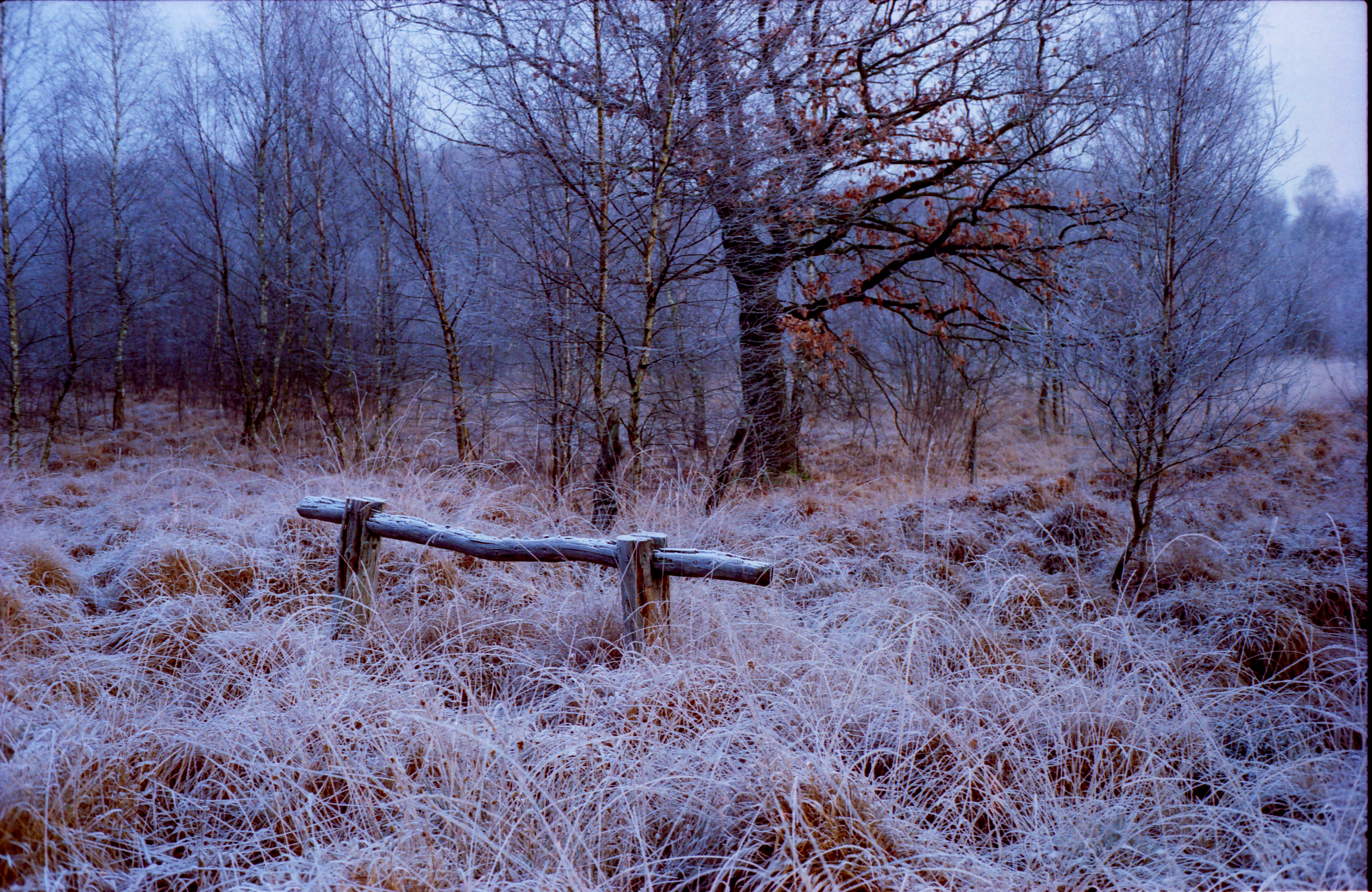 Dosenmoor im Winter 1