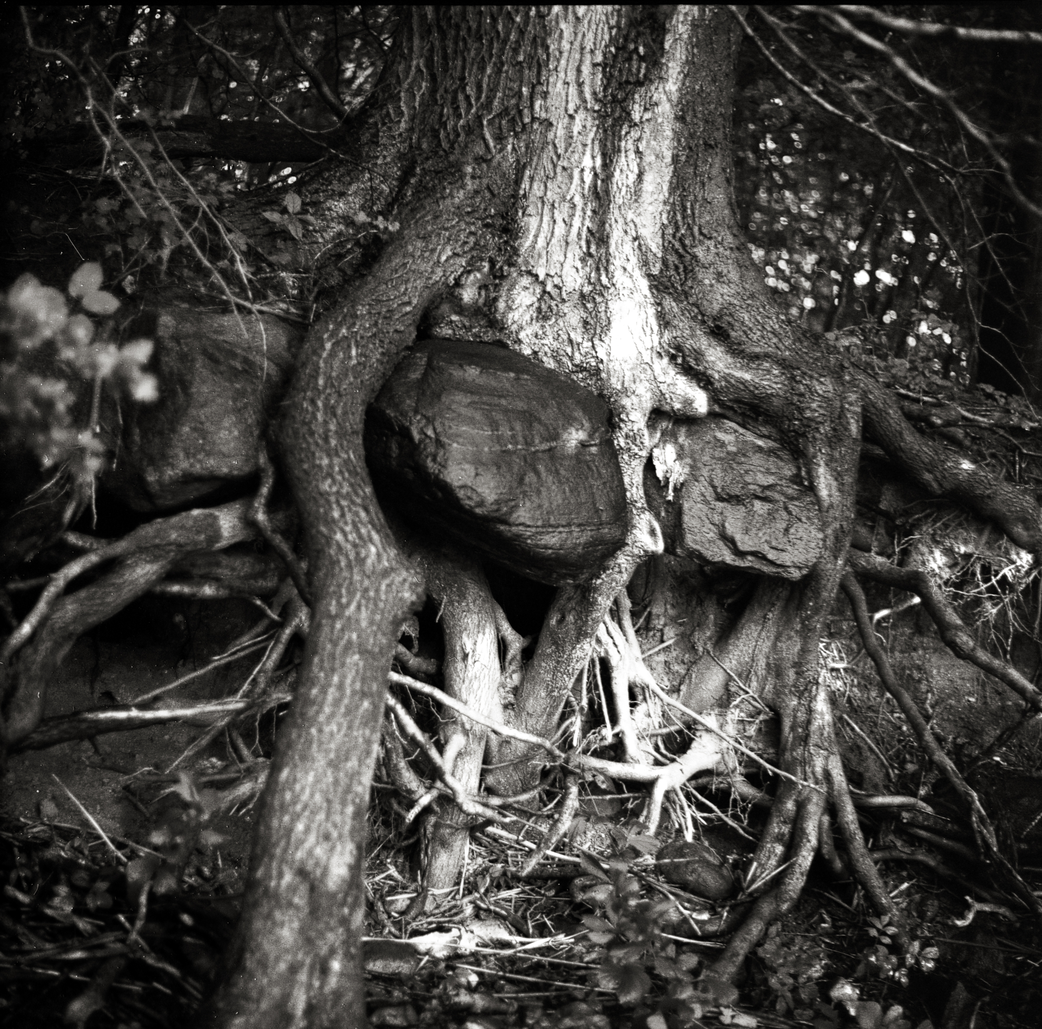 Eingewachsene Steine am Bothkamper See