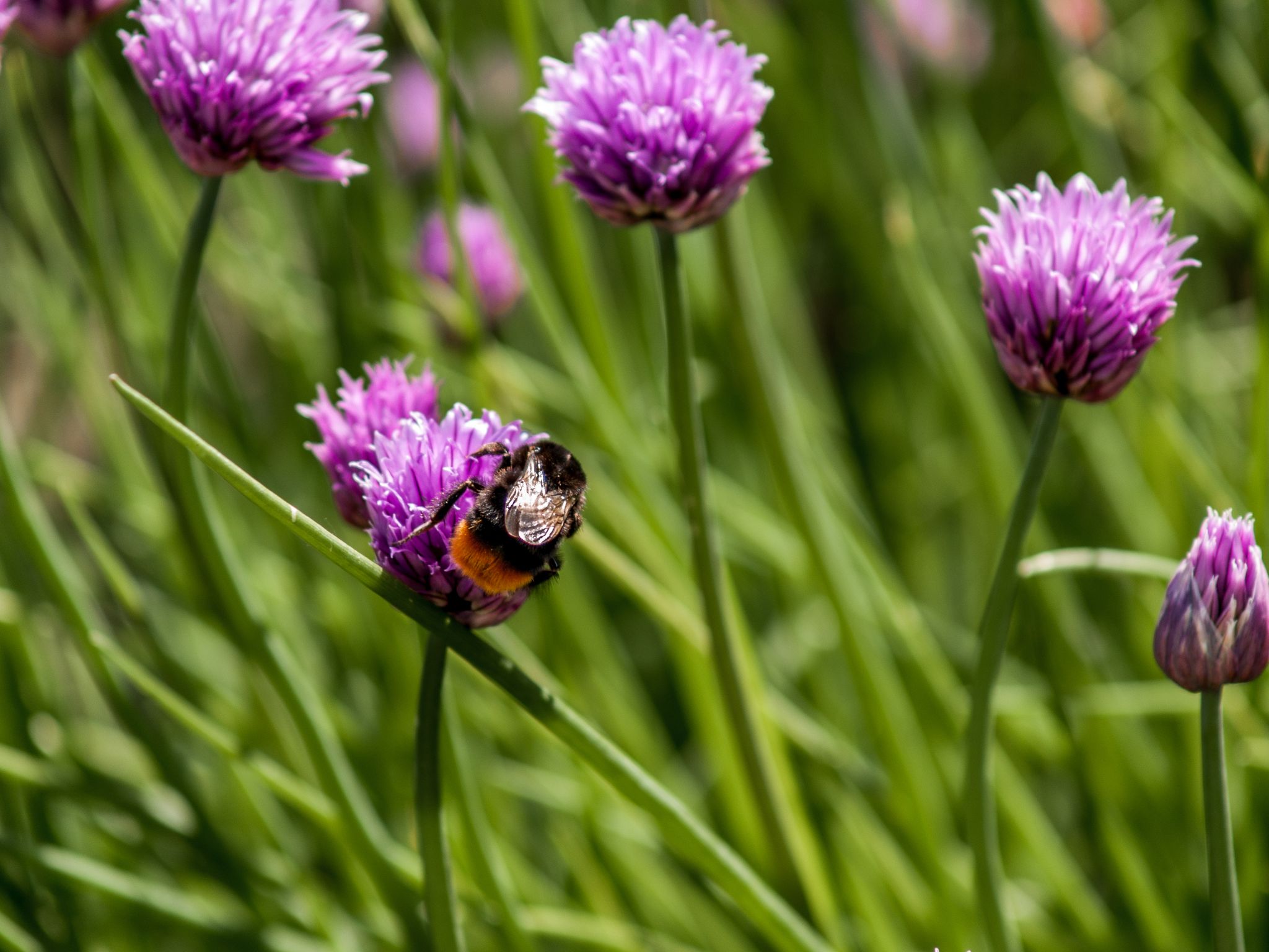 Hummel auf Schnittlauch