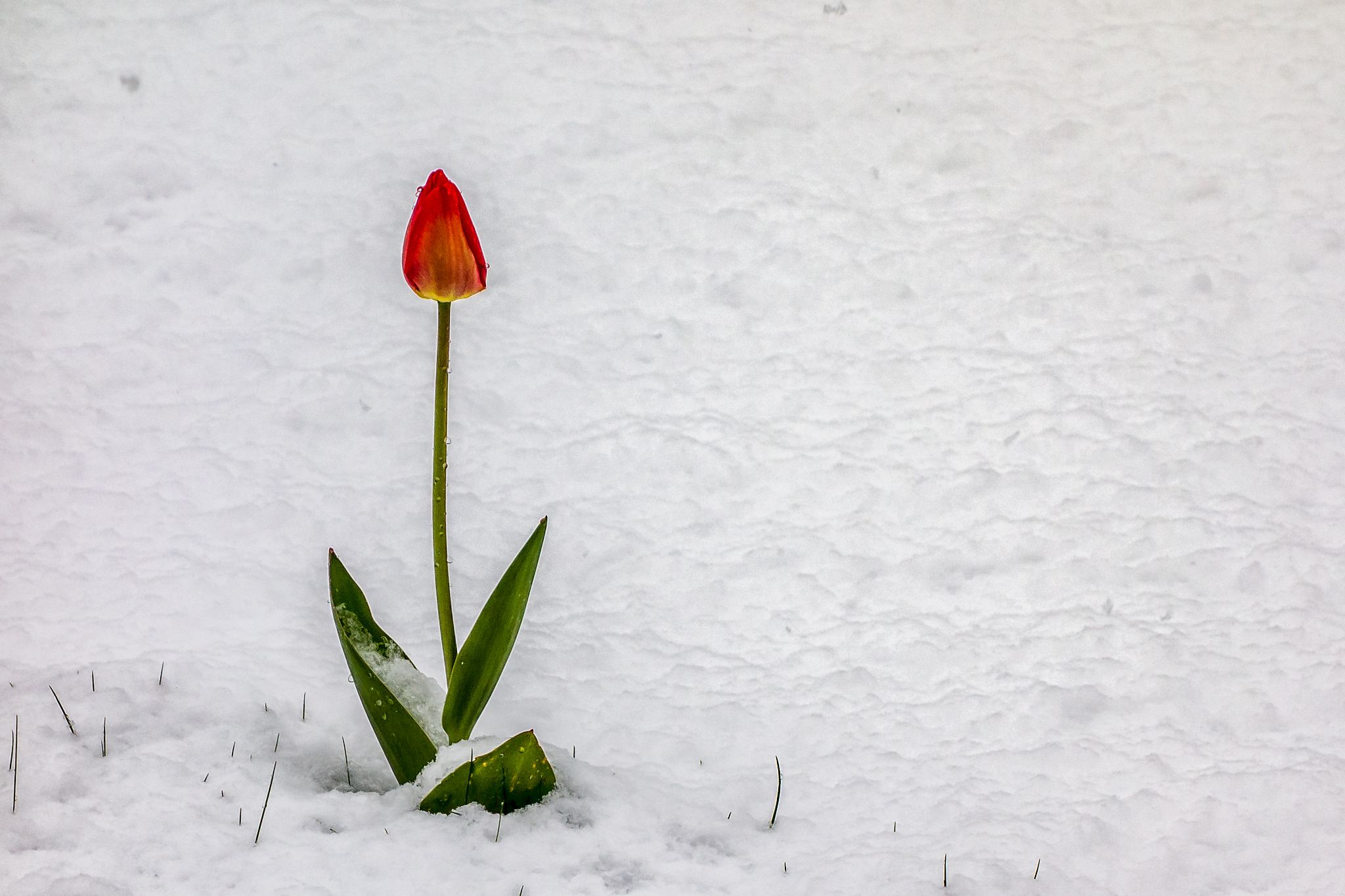 Tulpe im Schnee