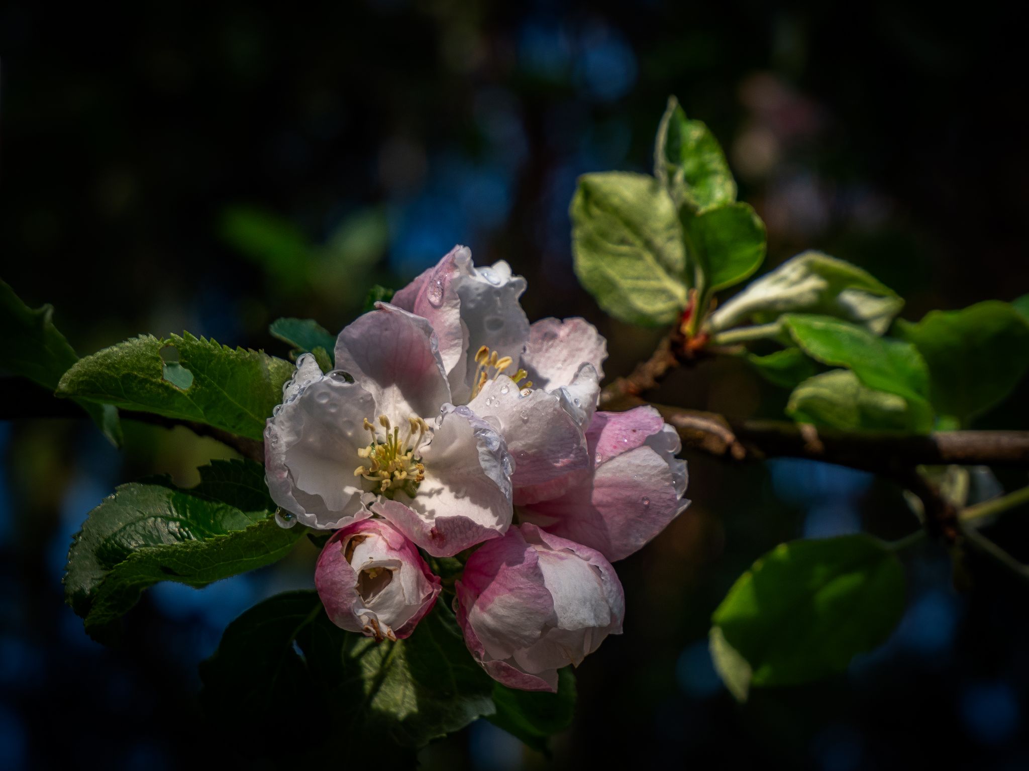 Abpfelblüte nach Abendregen II