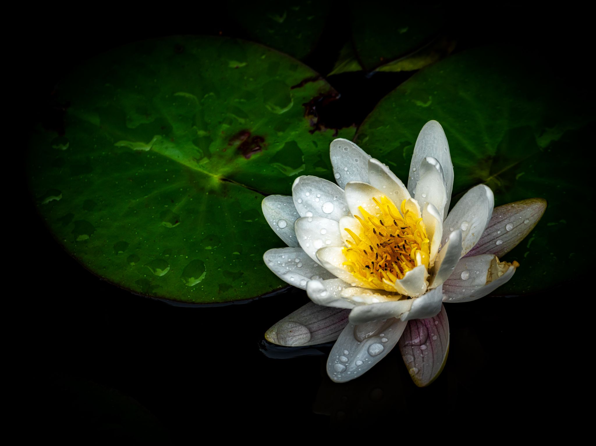 Die alljährliche Seerose...