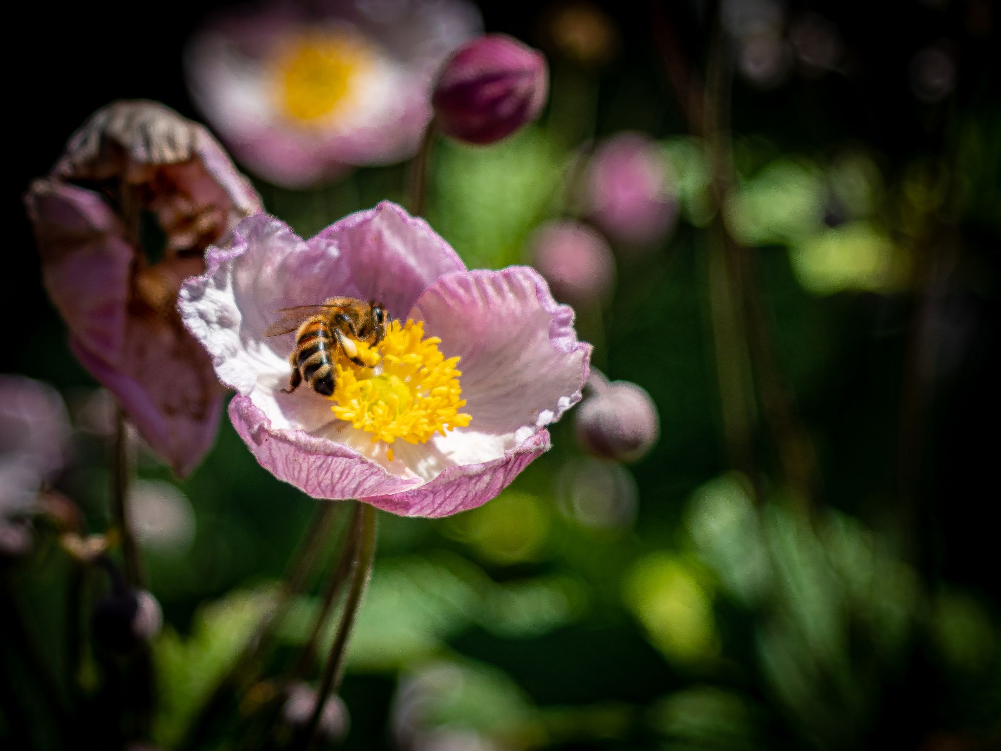 Biene bei der Arbeit