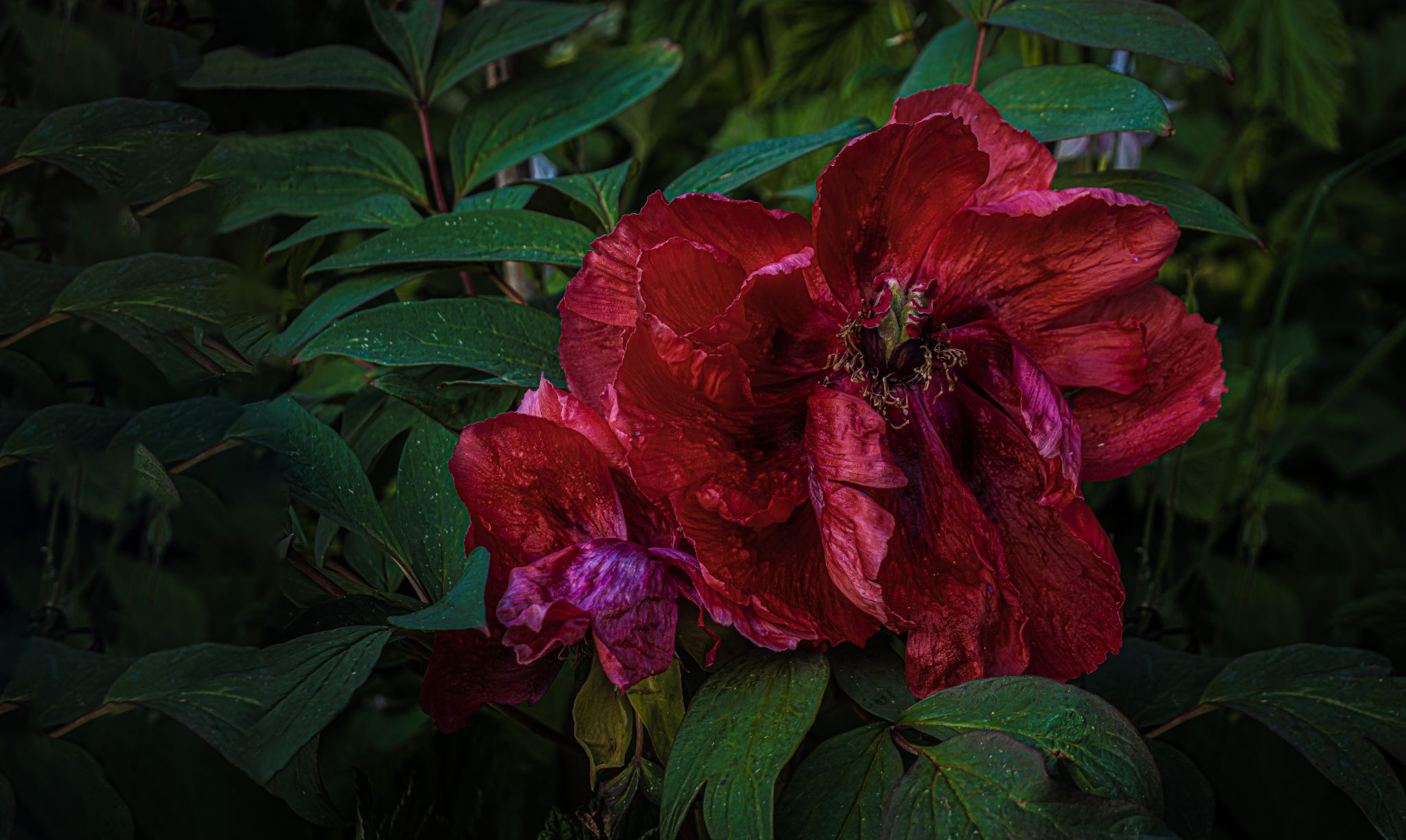 Strauchpfingstrosen II