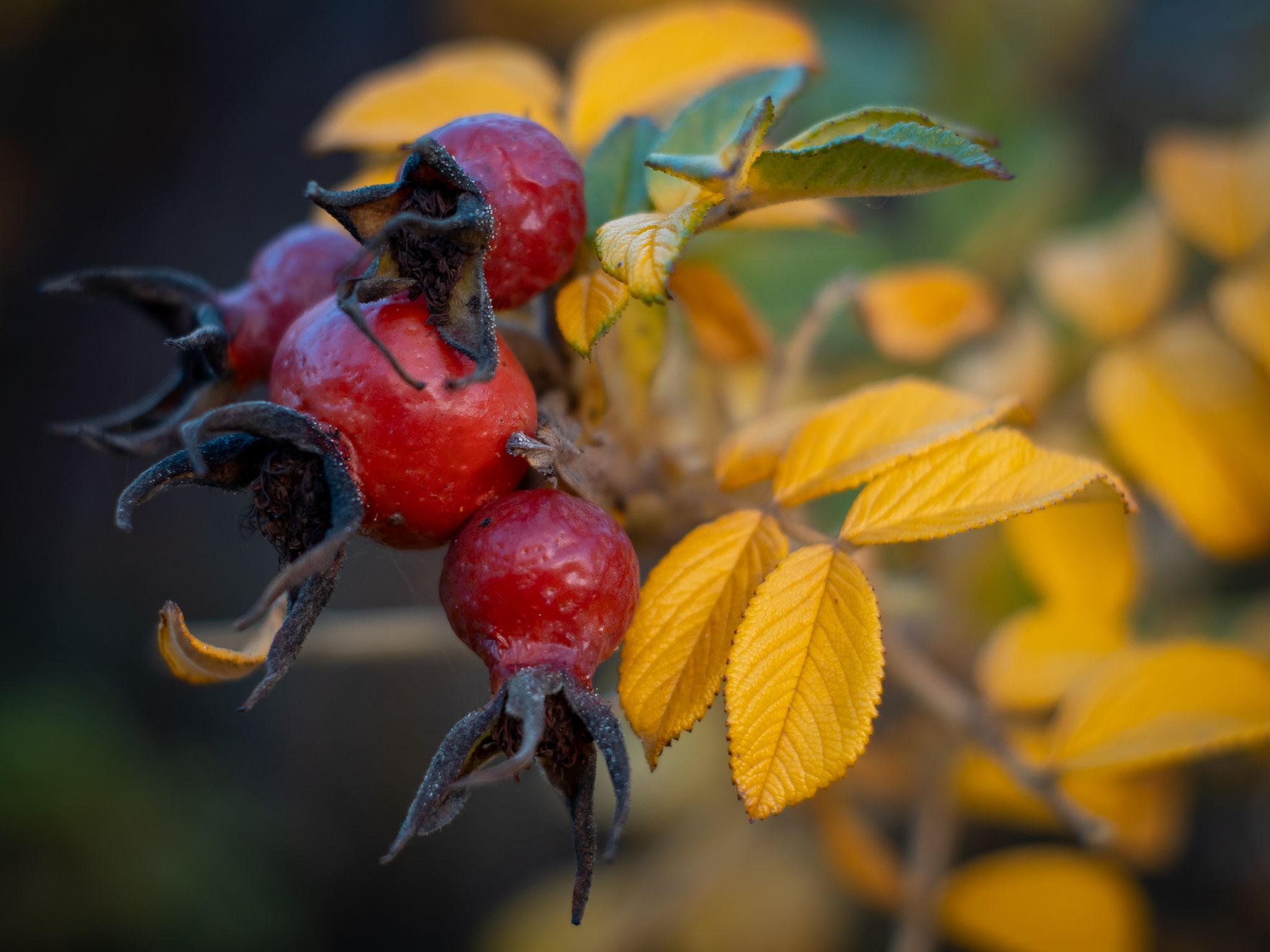 Hagebutten im Herbst