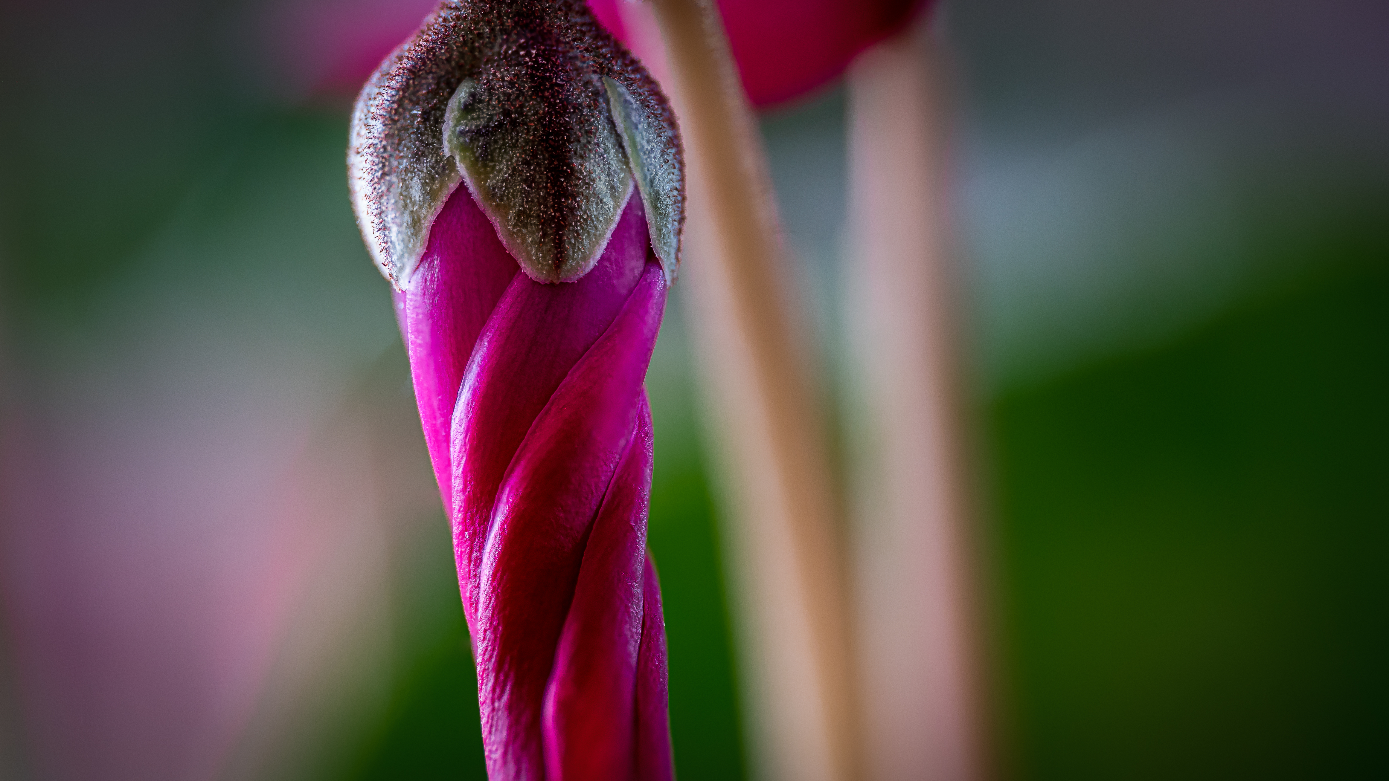 Knospe eine Alpenveilchens