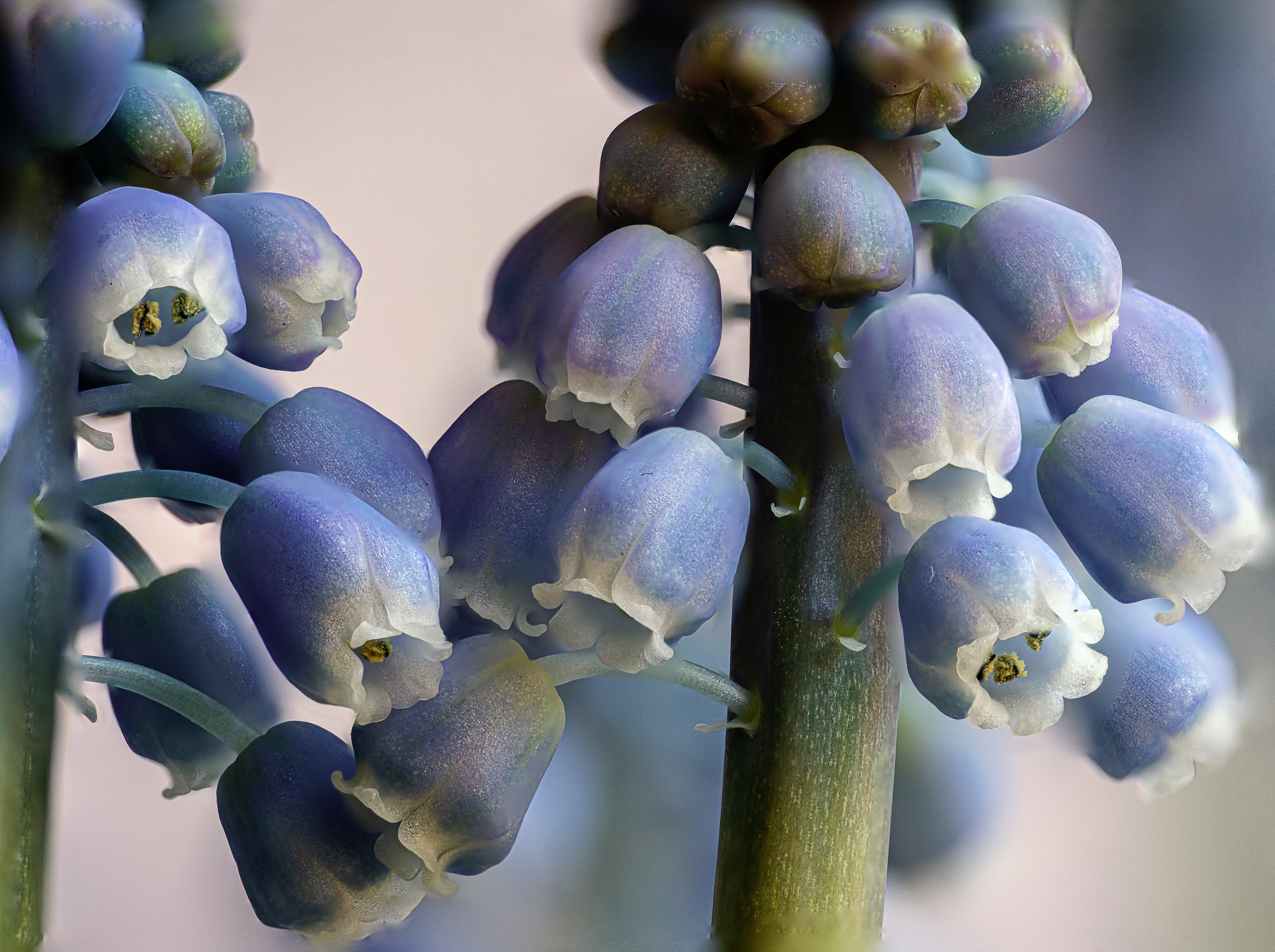 Perlhyazinthen Makro