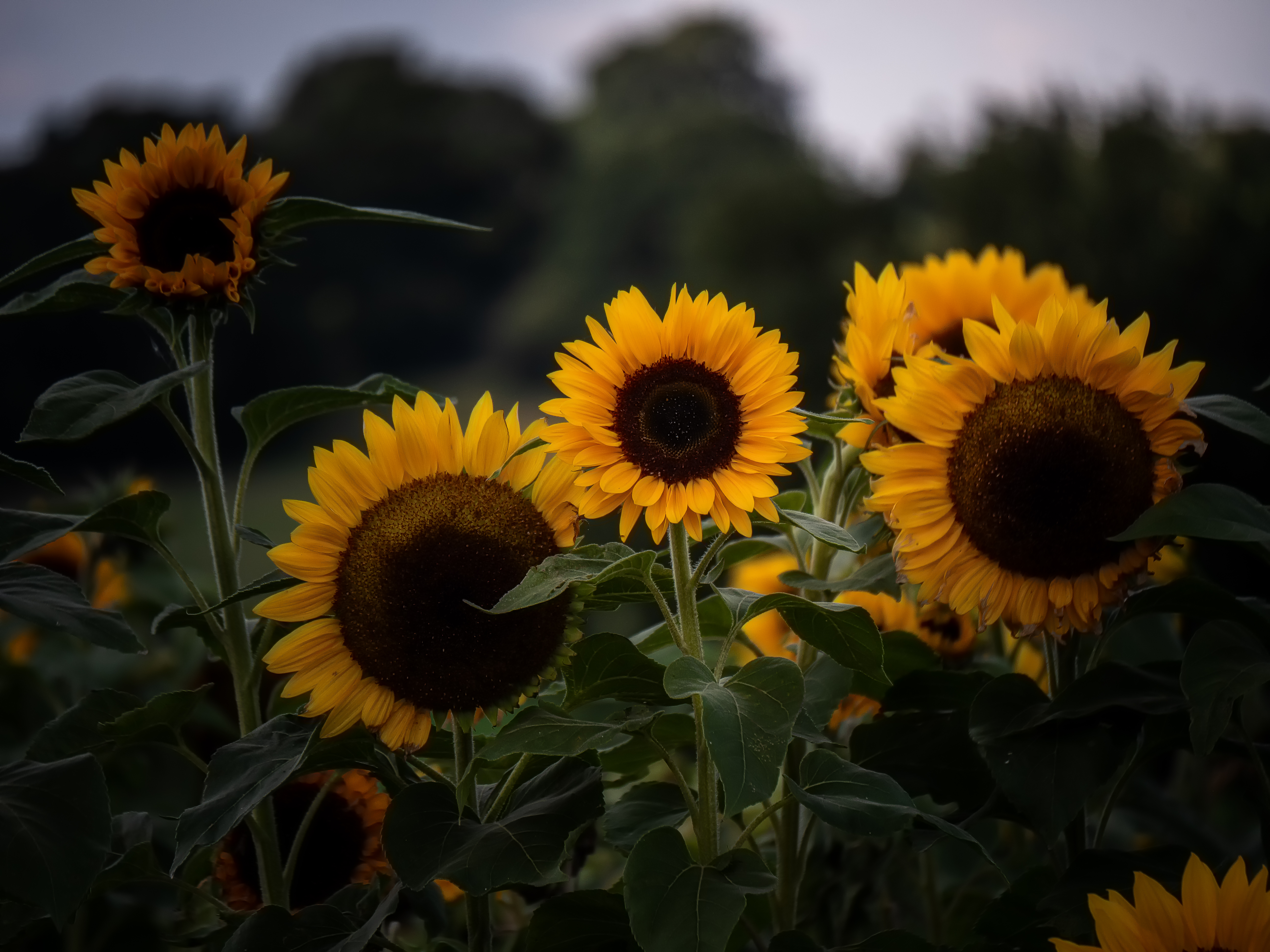 Sonnenblumen