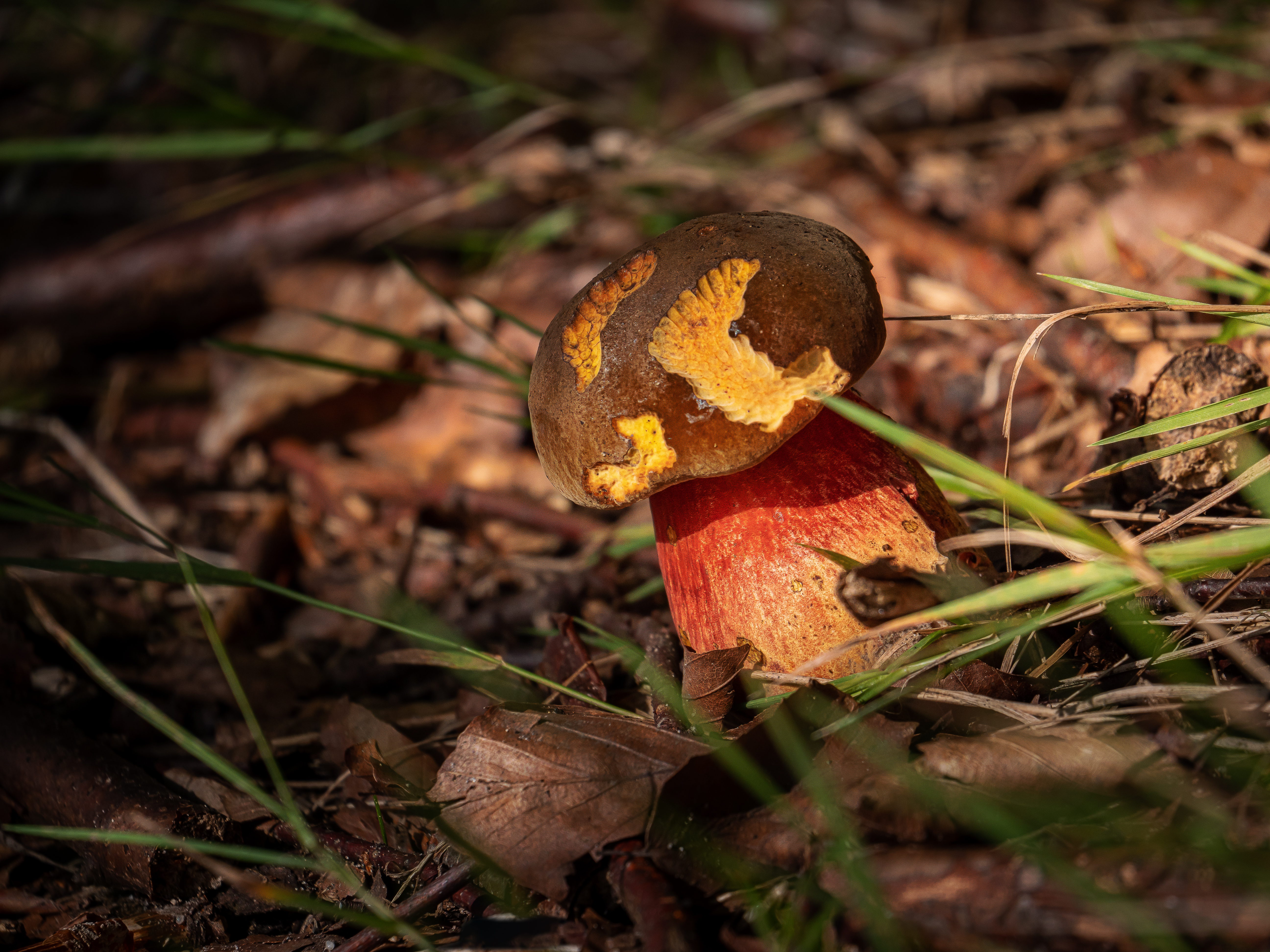 Flockenstieliger Hexen-Röhrling
