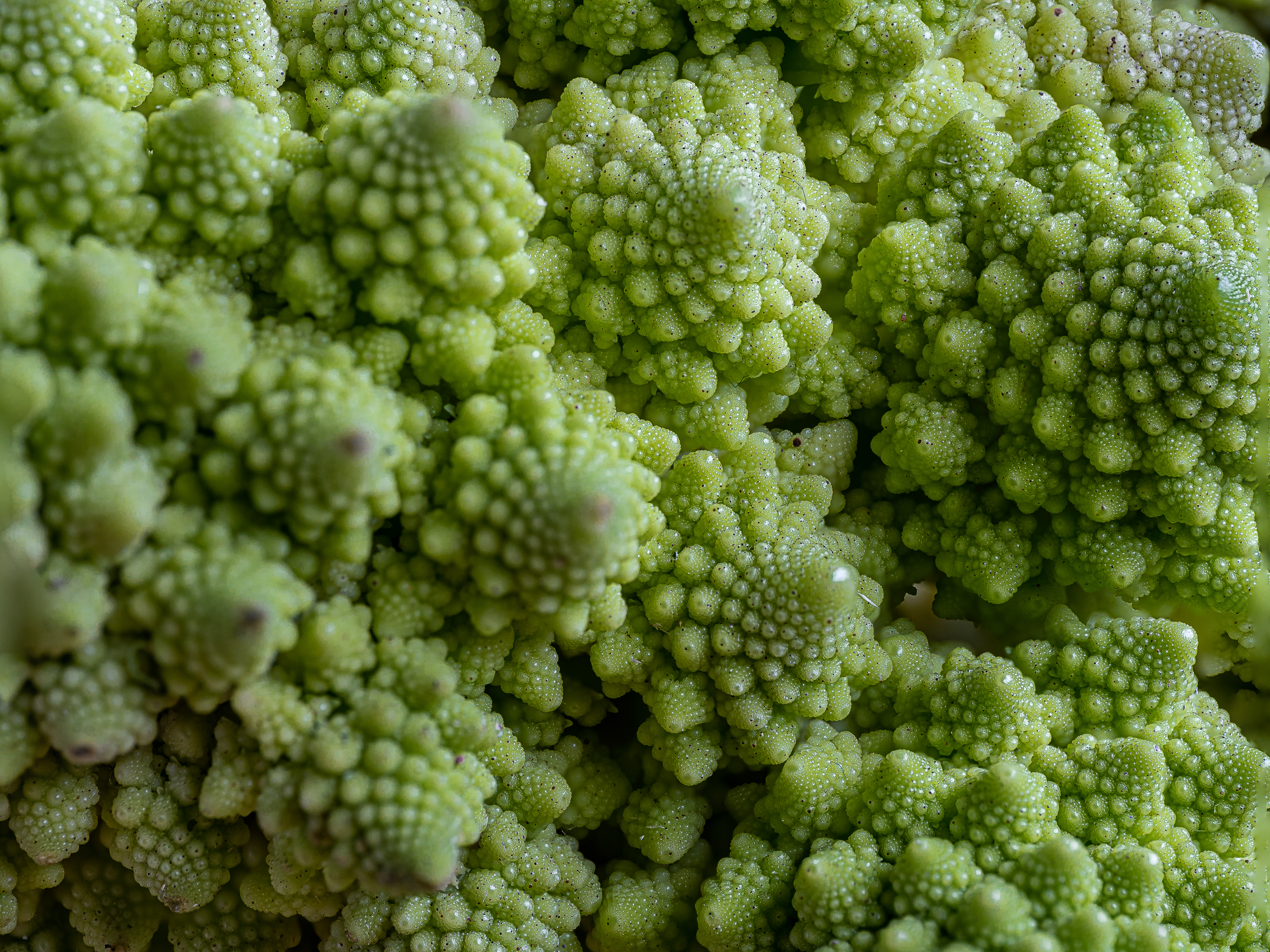 Romanesco