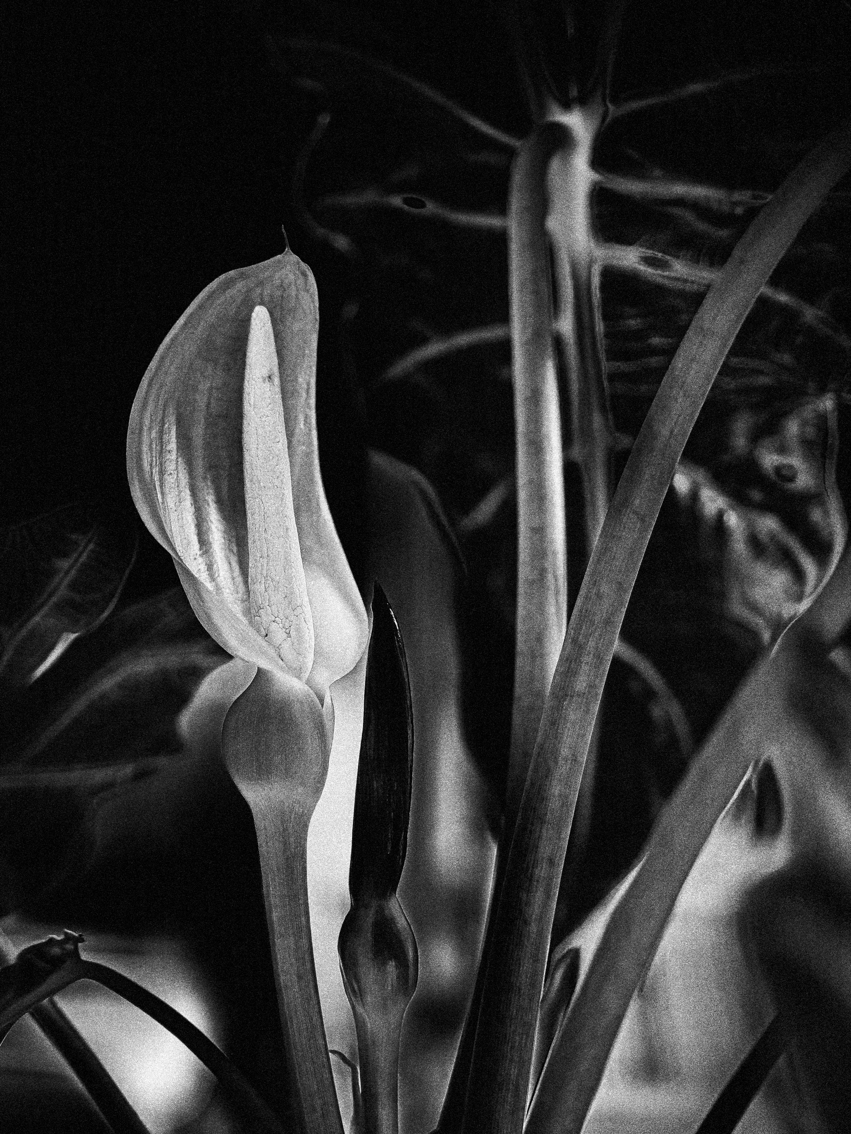 Blüte eine Allocasia