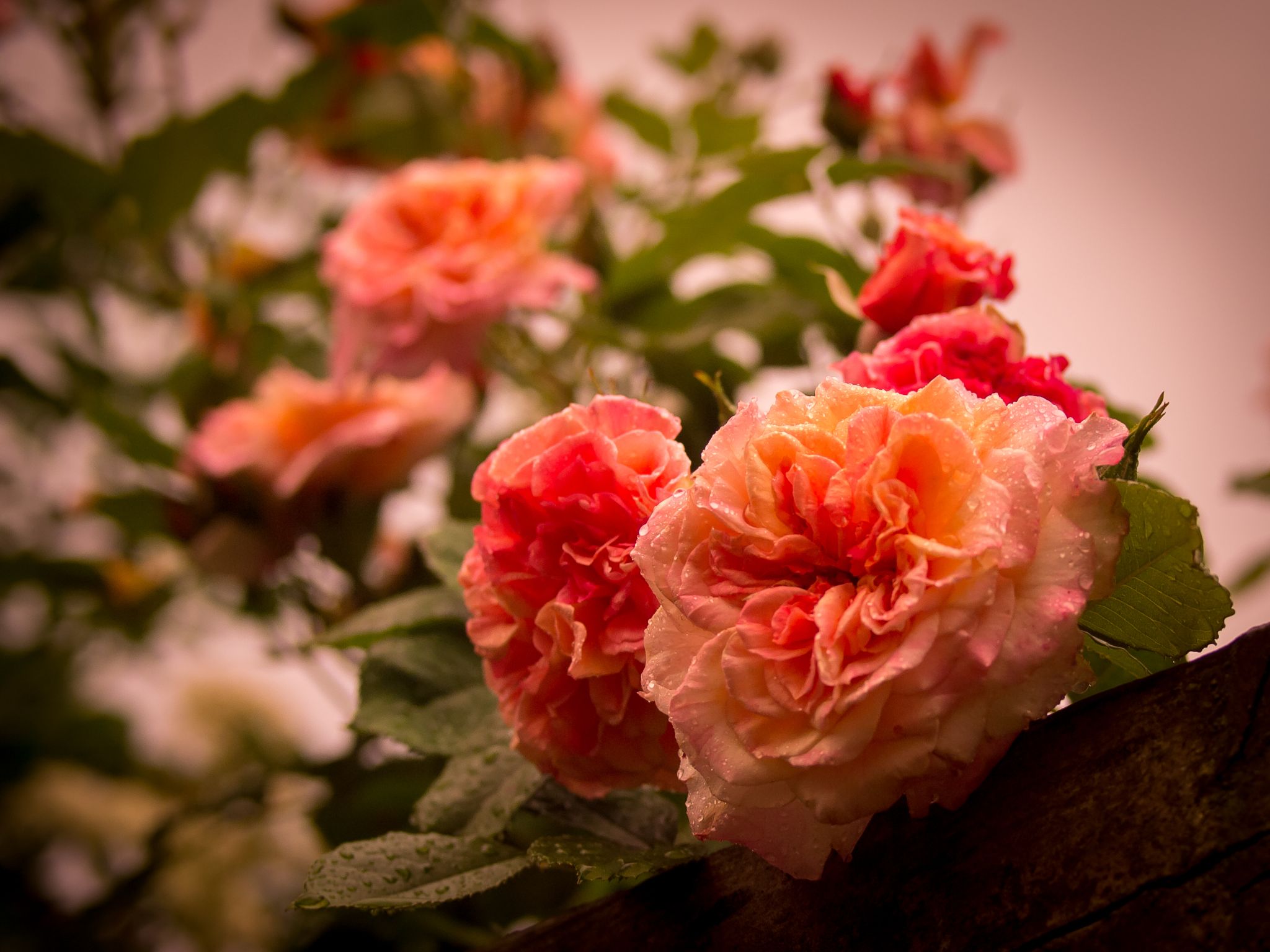 Lichstimmung am Abend