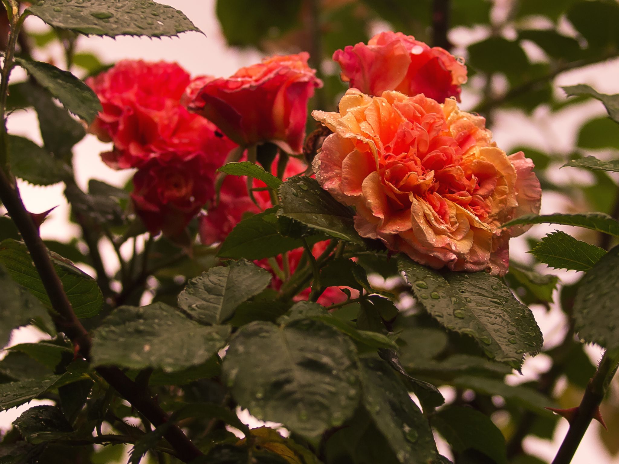 Nach dem Sommerregen