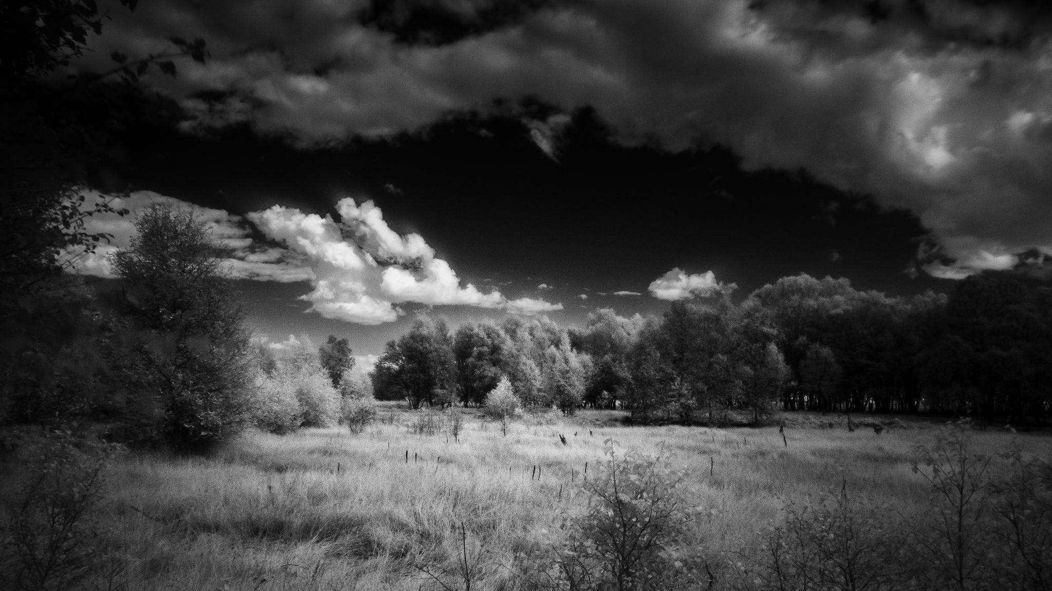 Im Dosenmoor bei Neumünster I