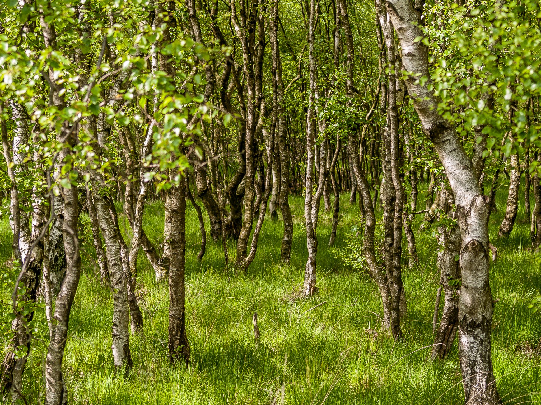 Nature and Landscape