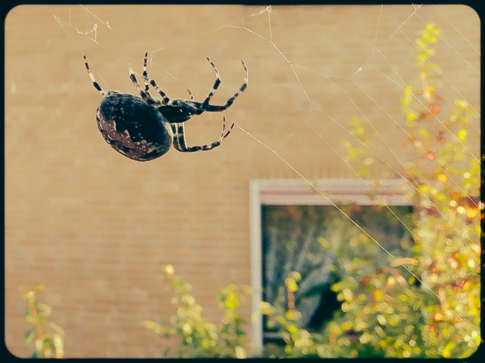 Kreuzspinne vor dem Fenster