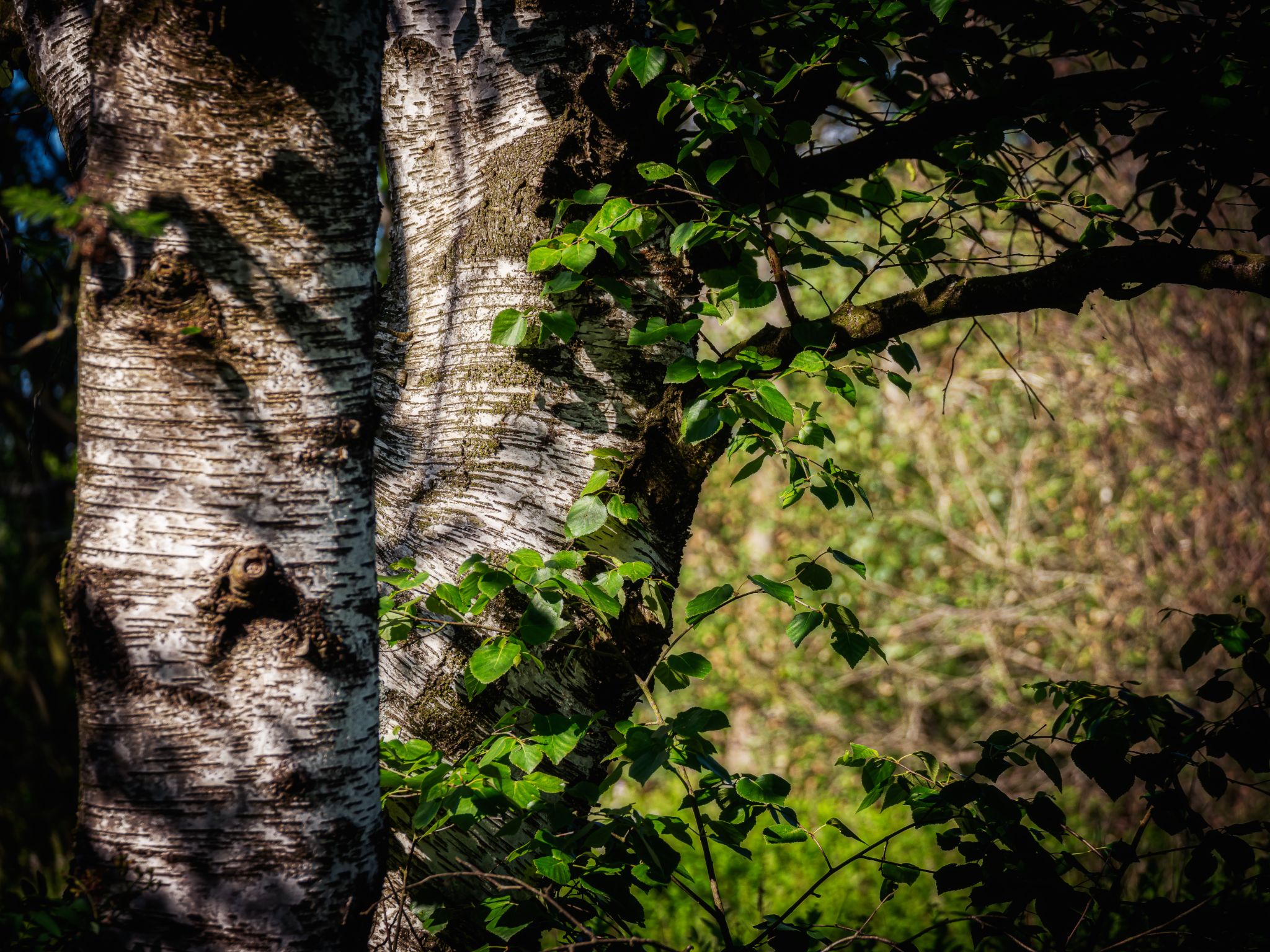 Birkenstämme im Dosenmoor