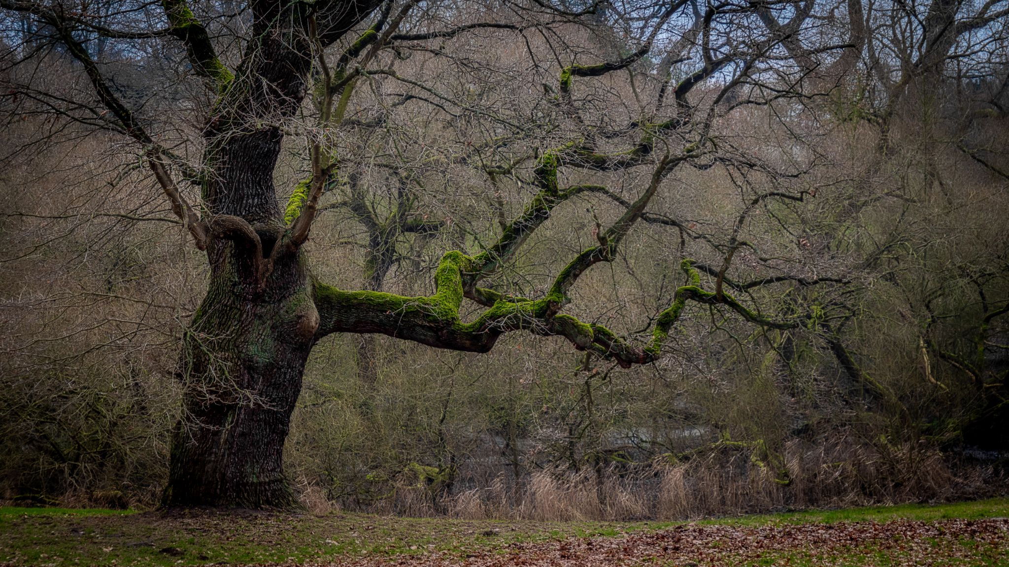 Jenischpark Hamburg I