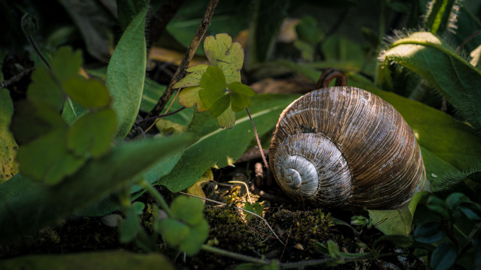Weinbergschnecke