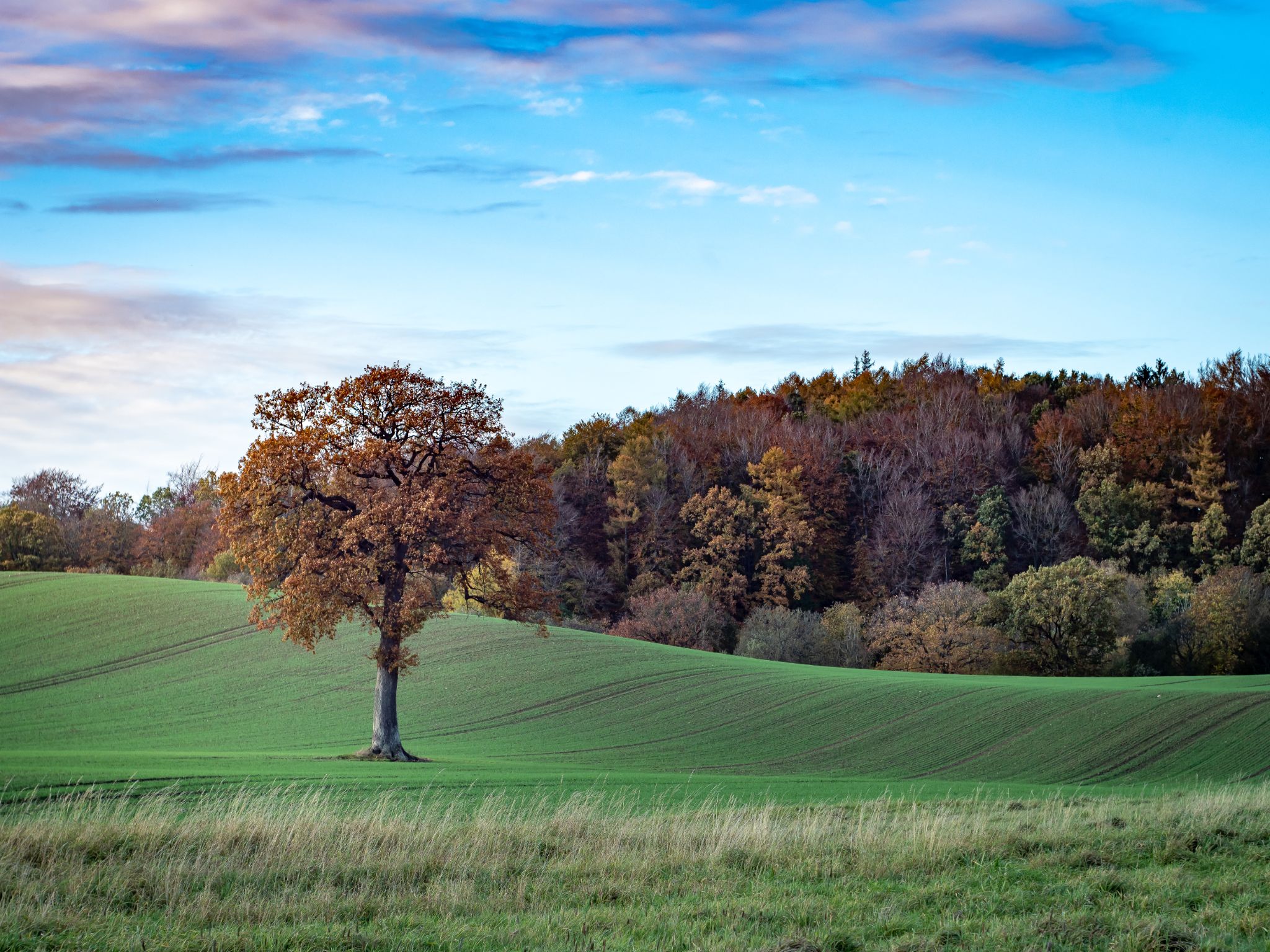 Sonnentag im November I