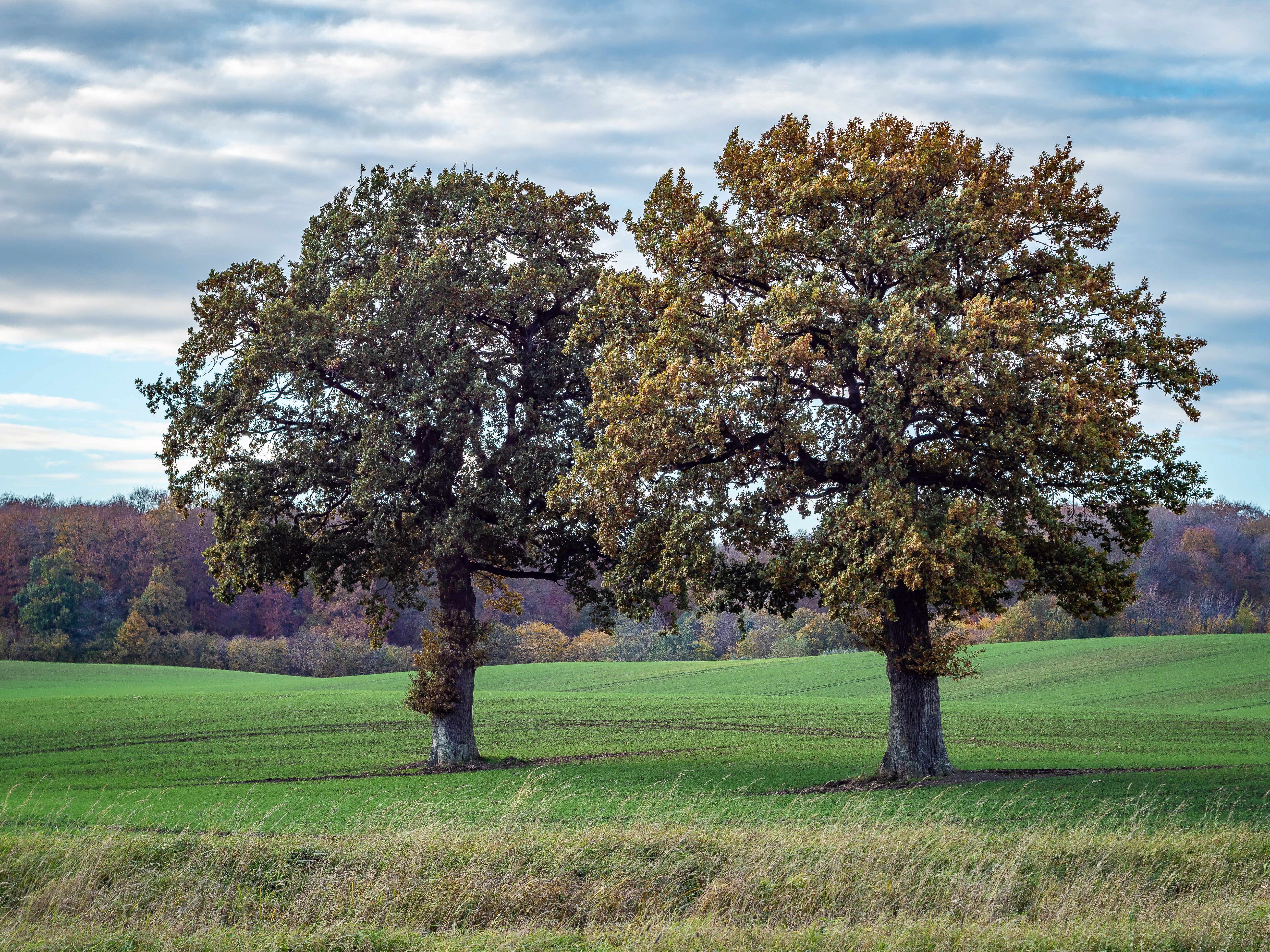 Sonnentag im November II