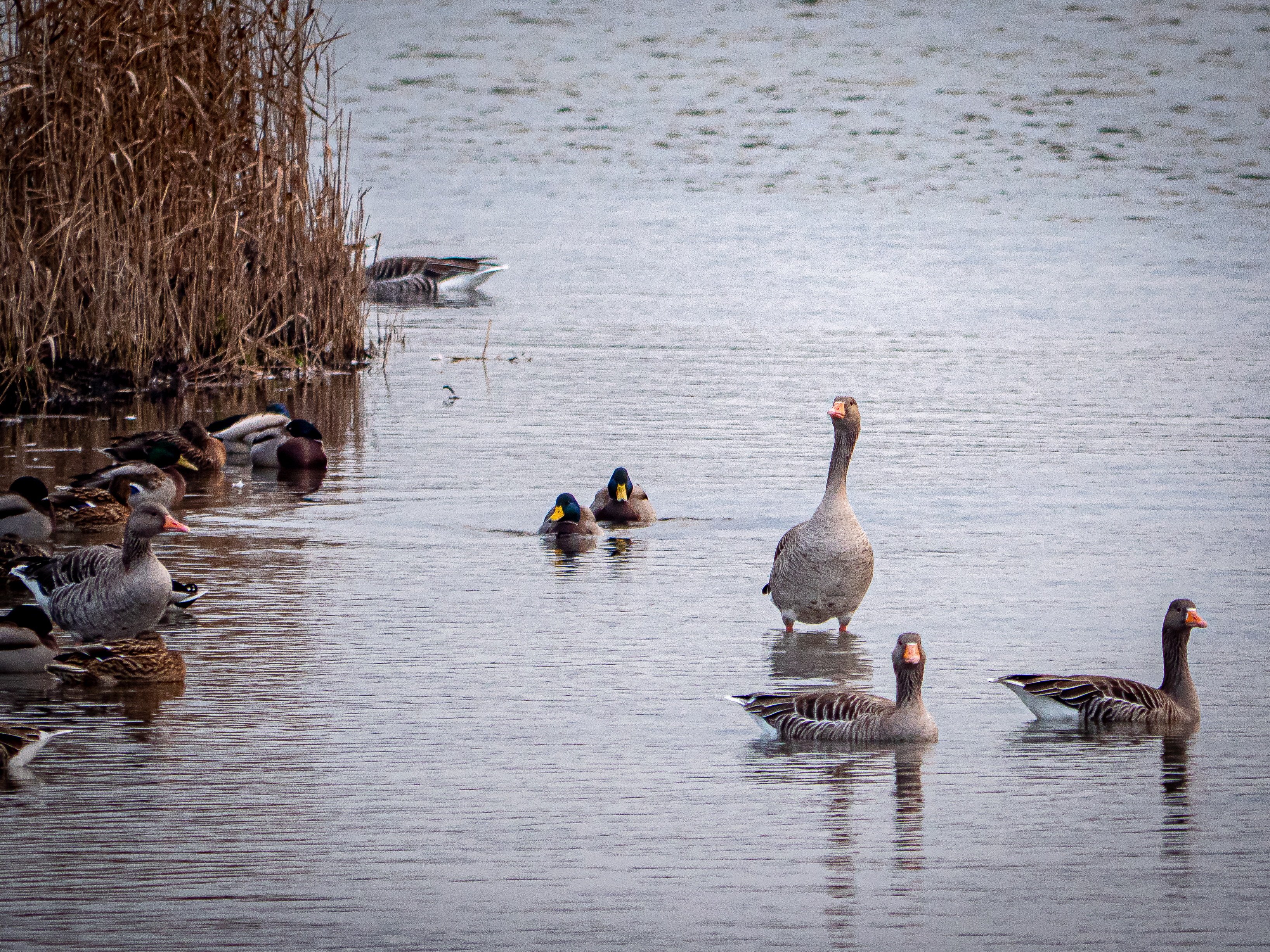 November in der Howachter Bucht