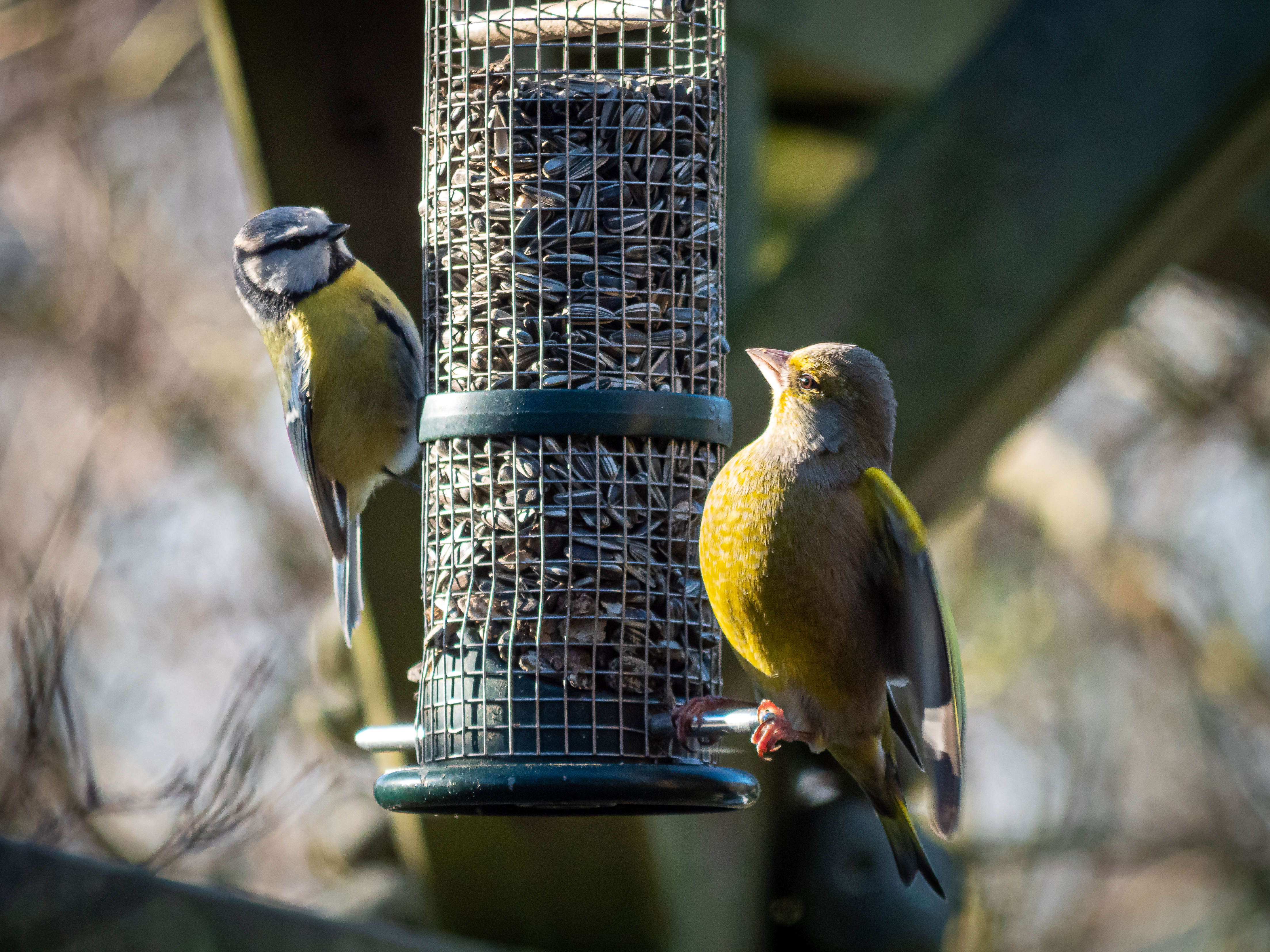 Winterfütterung der Vögel