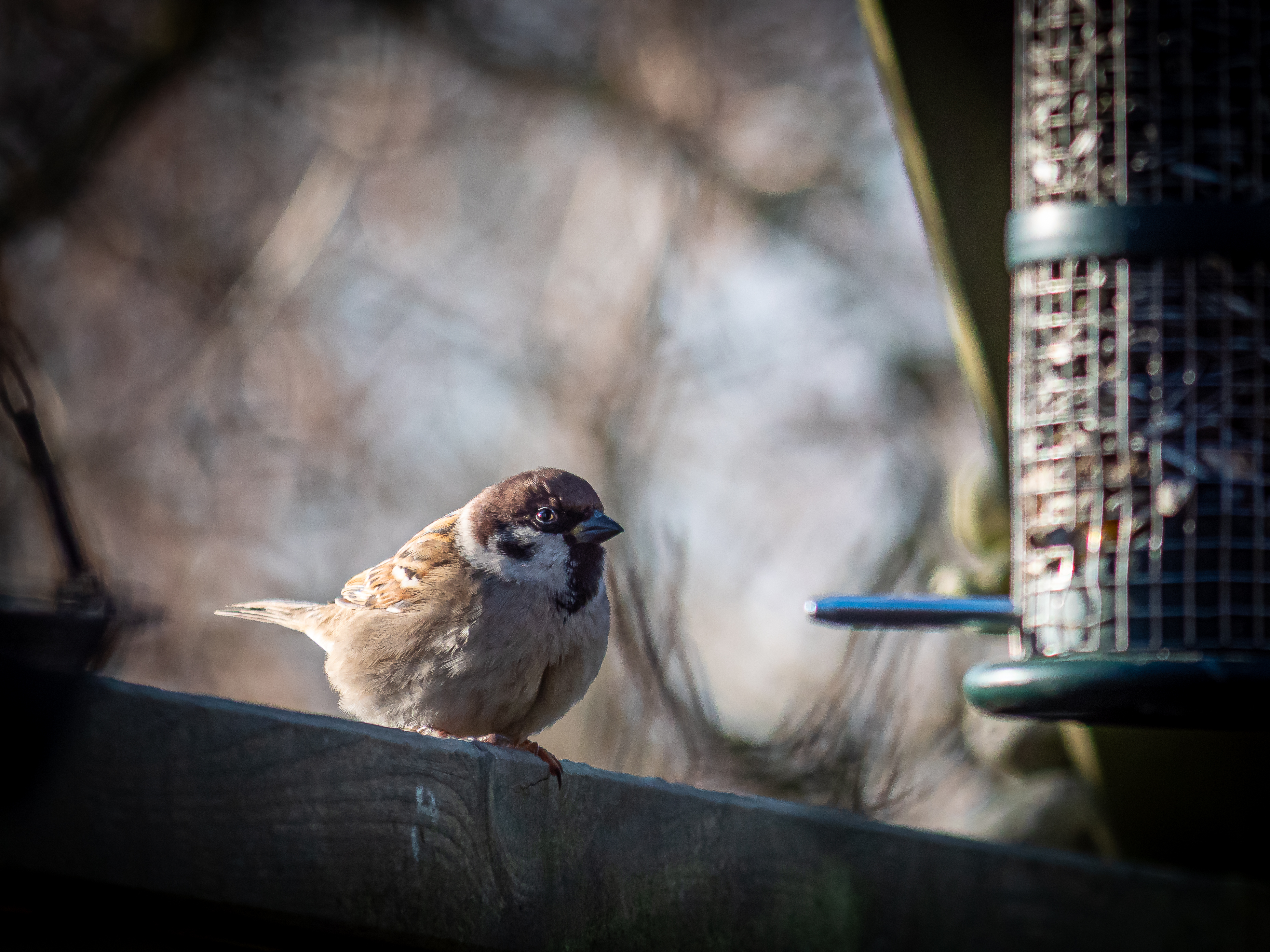 Winterfütterung der Vögel