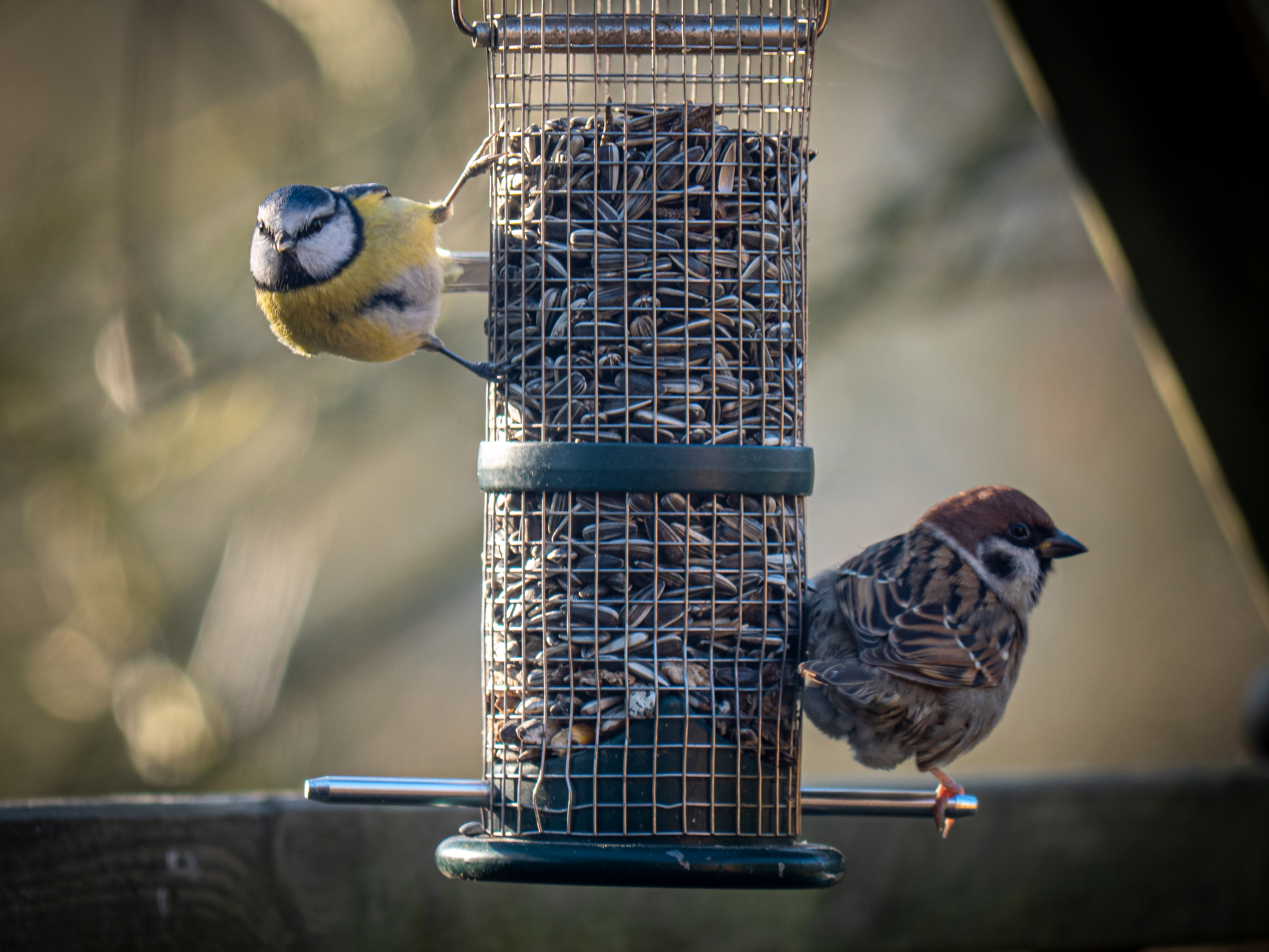 Winterfütterung der Vögel