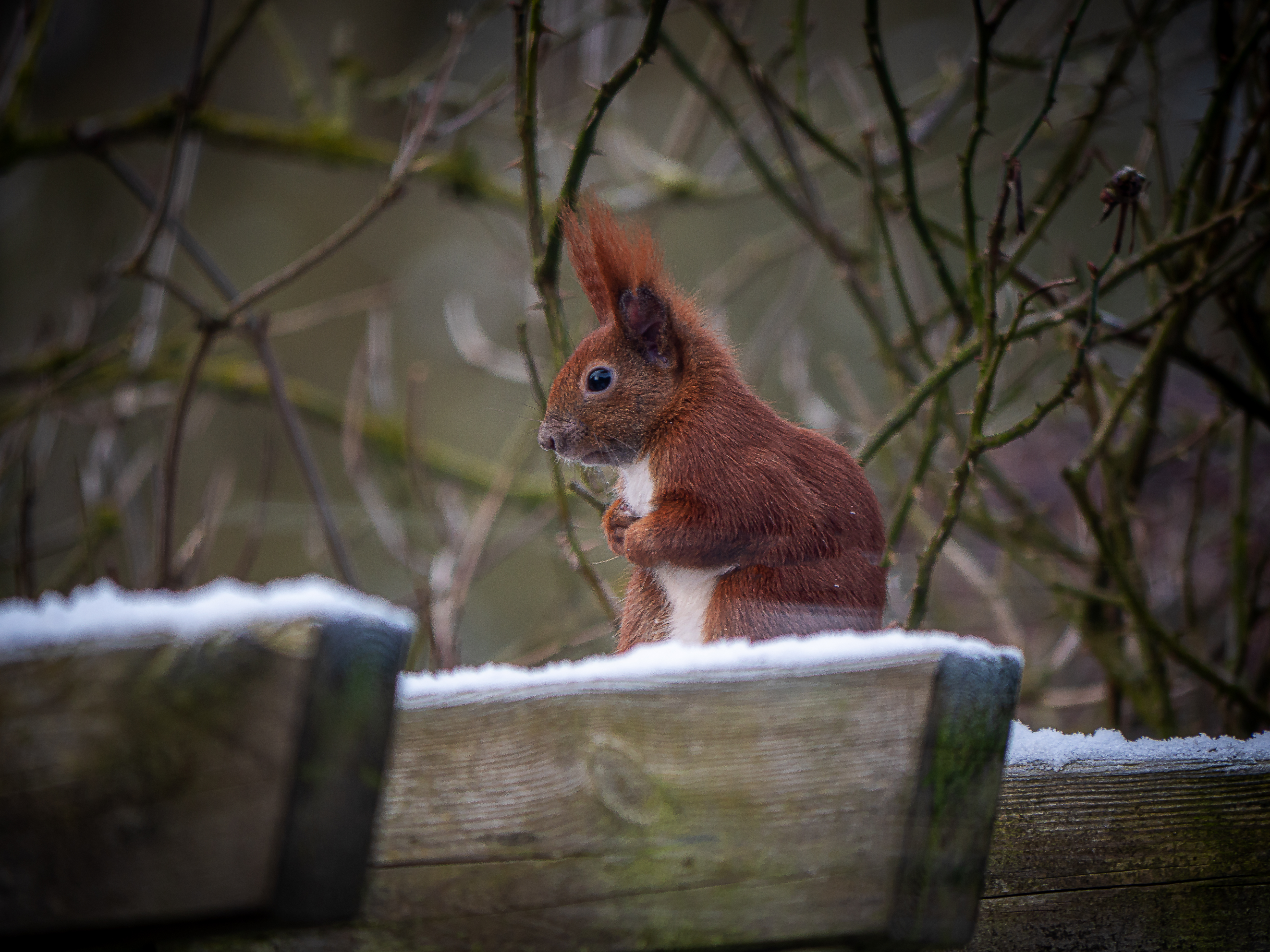 Eichhörnchen auf Nahrungssuche