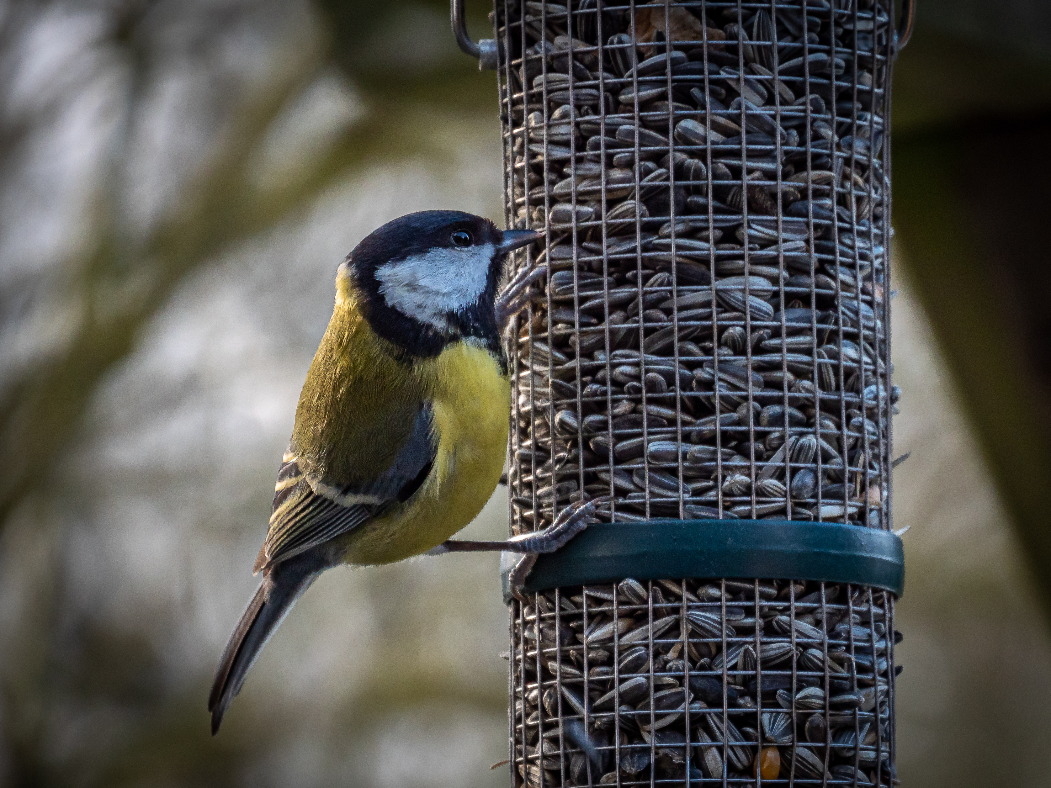 Winterfütterung der Vögel