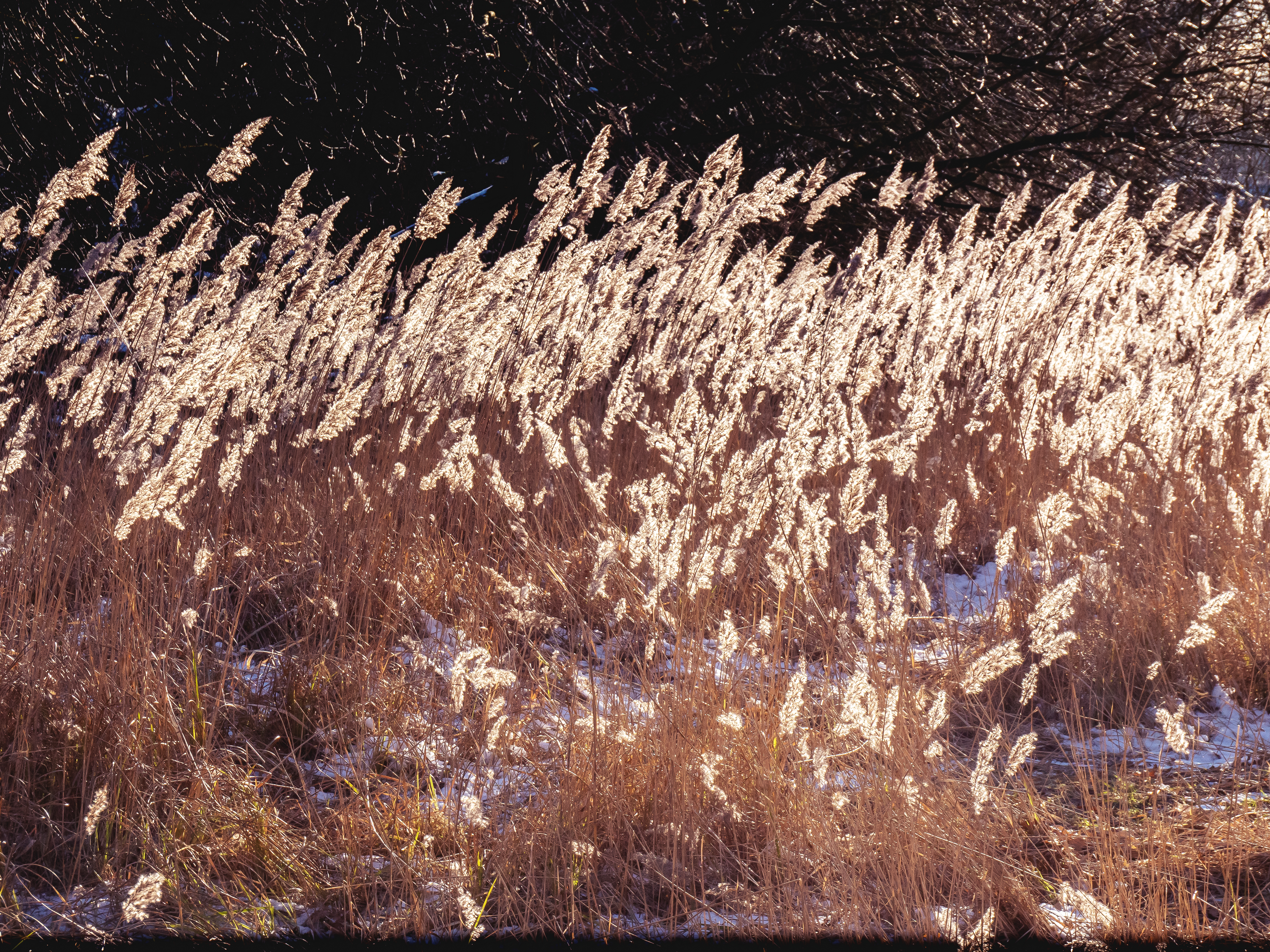 Schilfhalme im Jenischpark