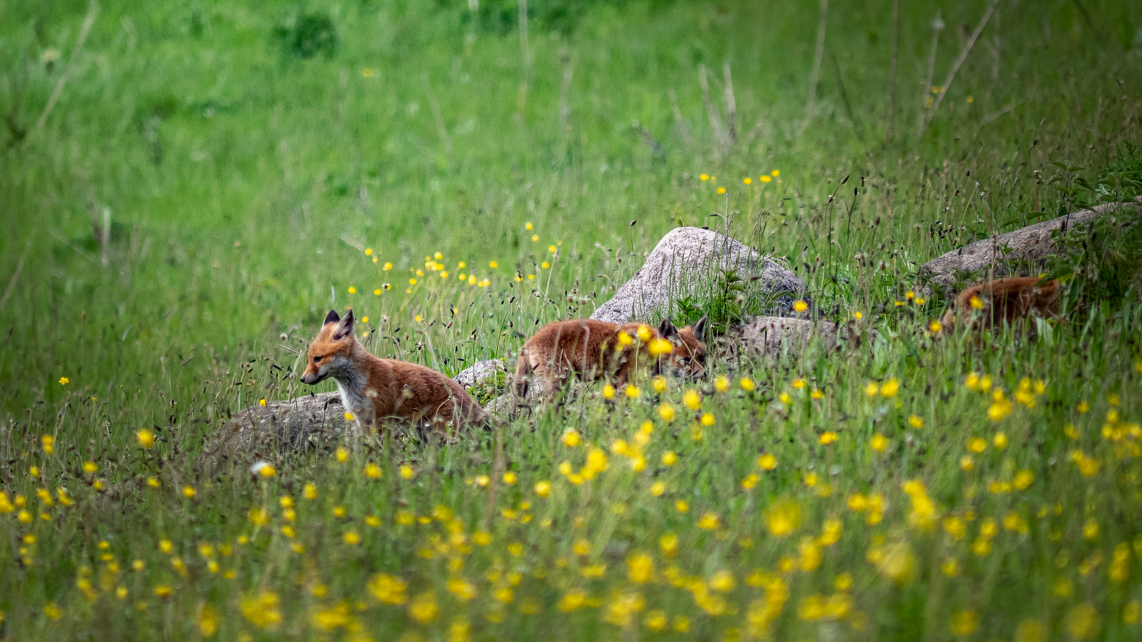 Spielende Jungfüchse
