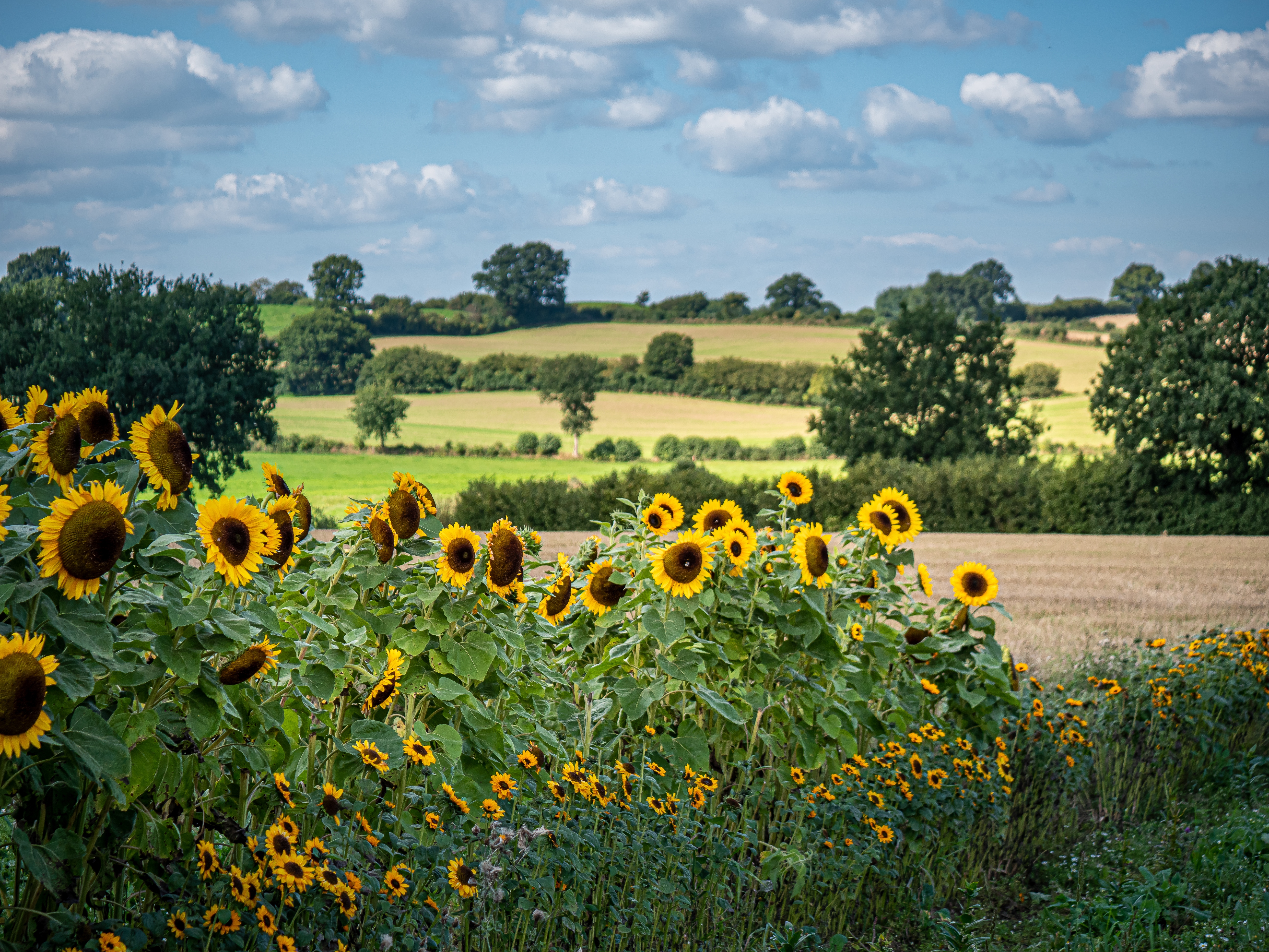 abgeerntete Felder mit Sonnenblumen