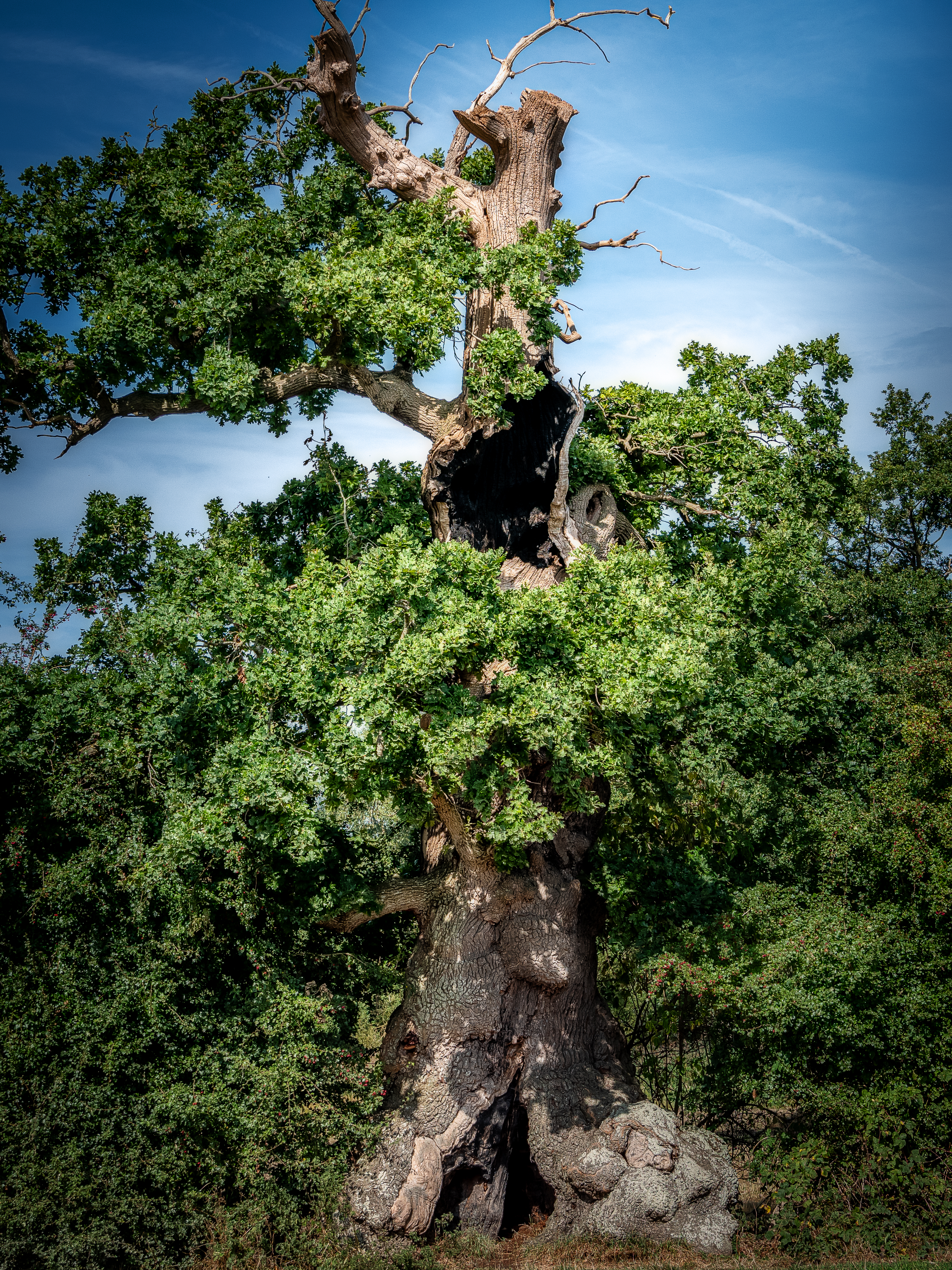 Kattholzeiche bei Perdöl, S-H