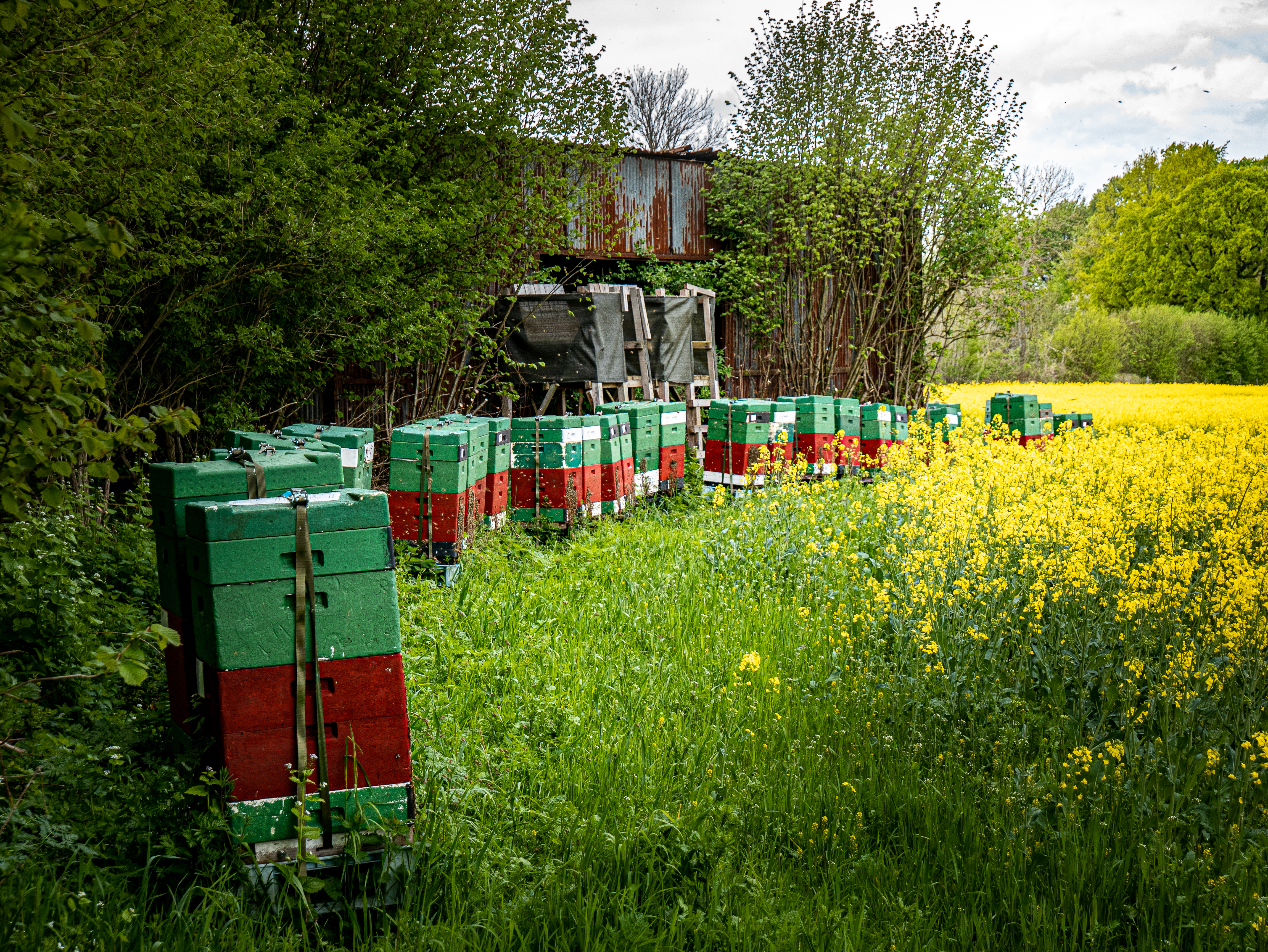 Bienenstöcke im Raps
