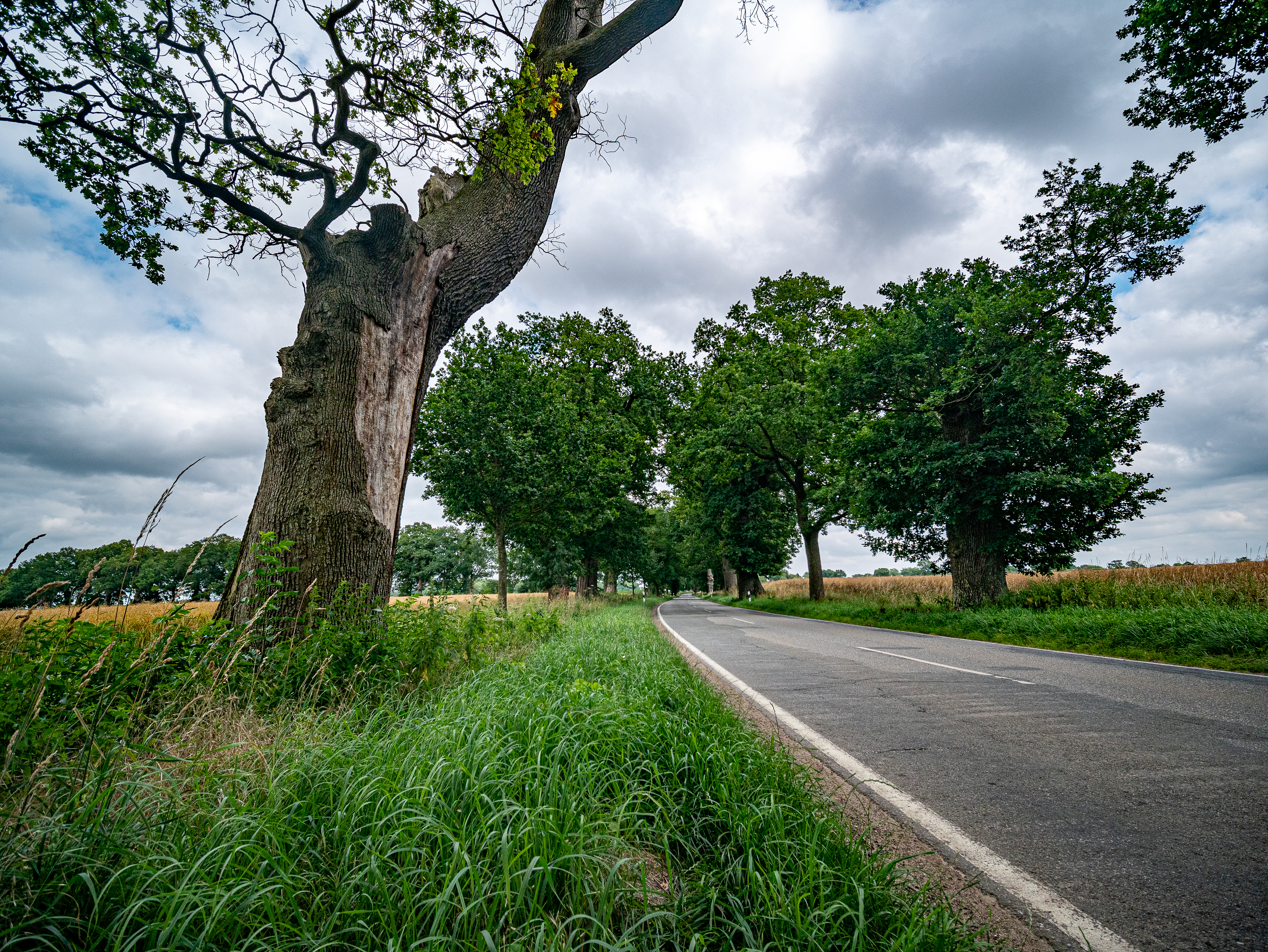 Alte Eichenallee bei Wankendorf