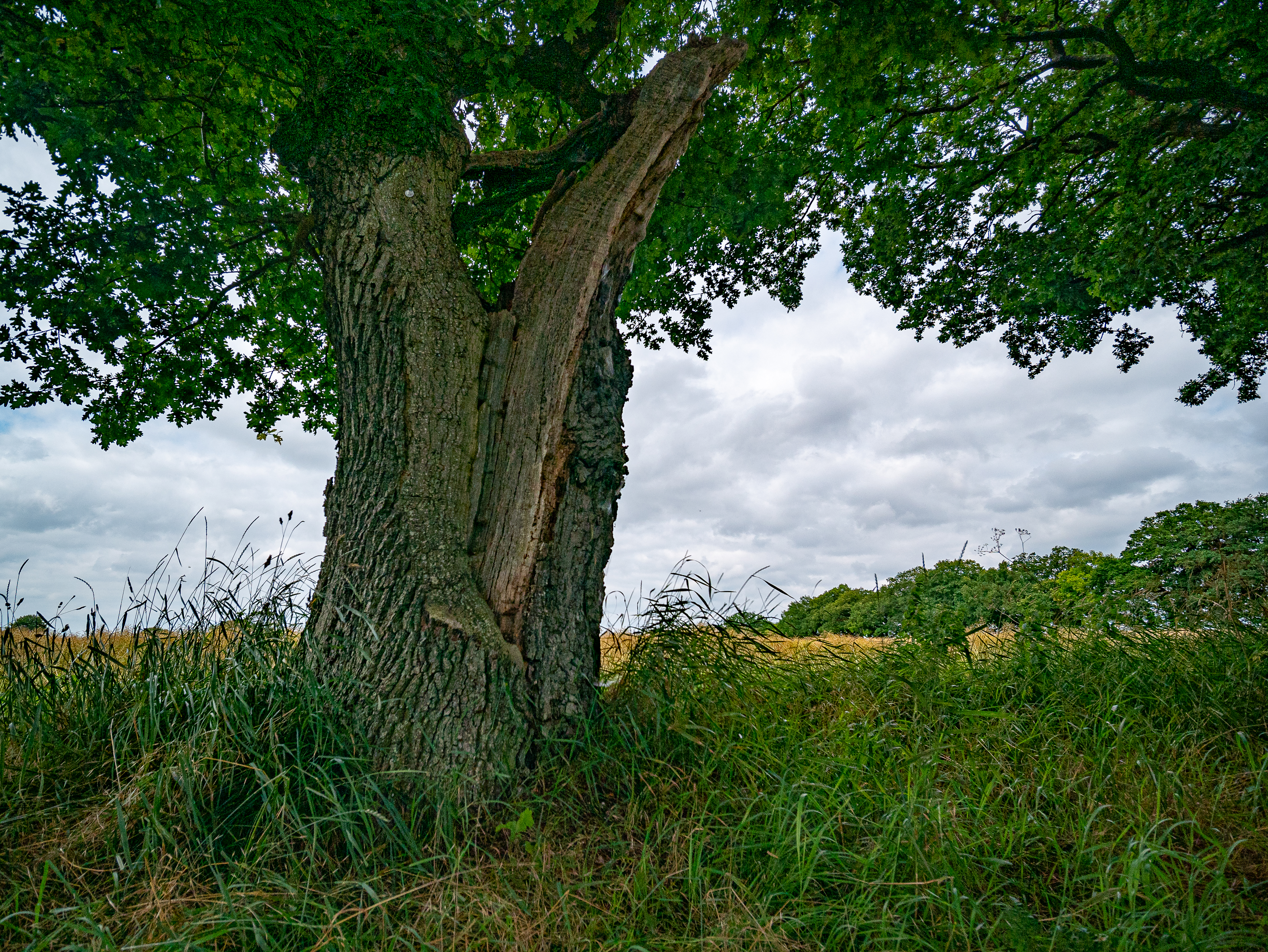 Alte Eichenallee bei Wankendorf