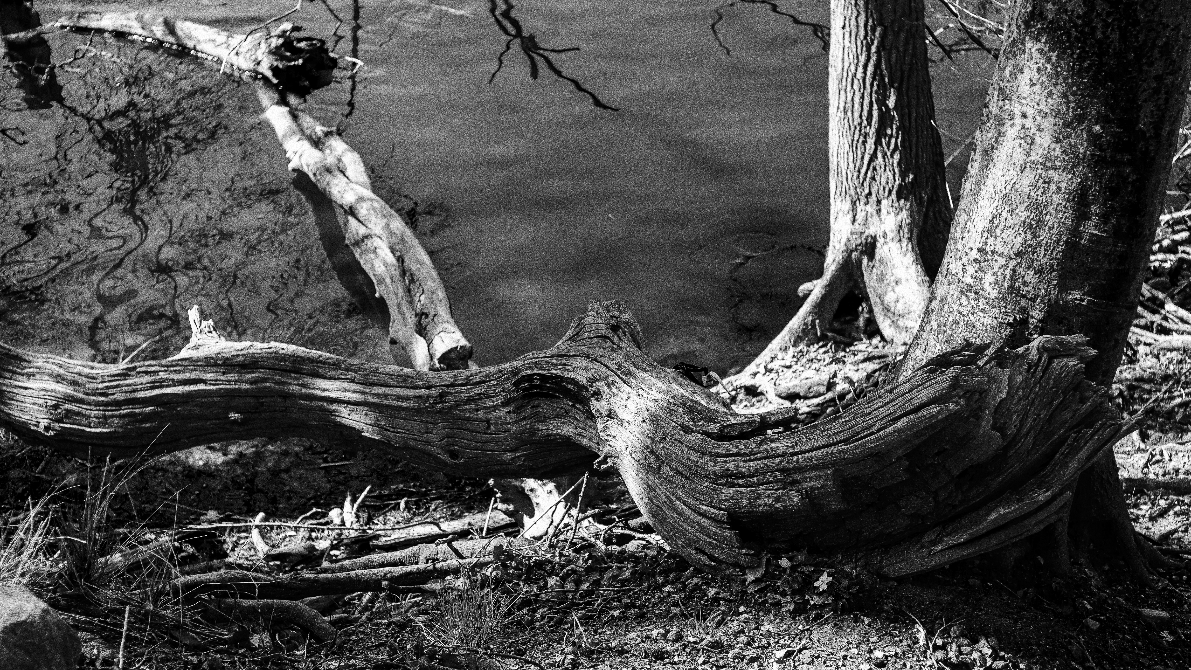 Am Ufer des Bothkamper Sees I