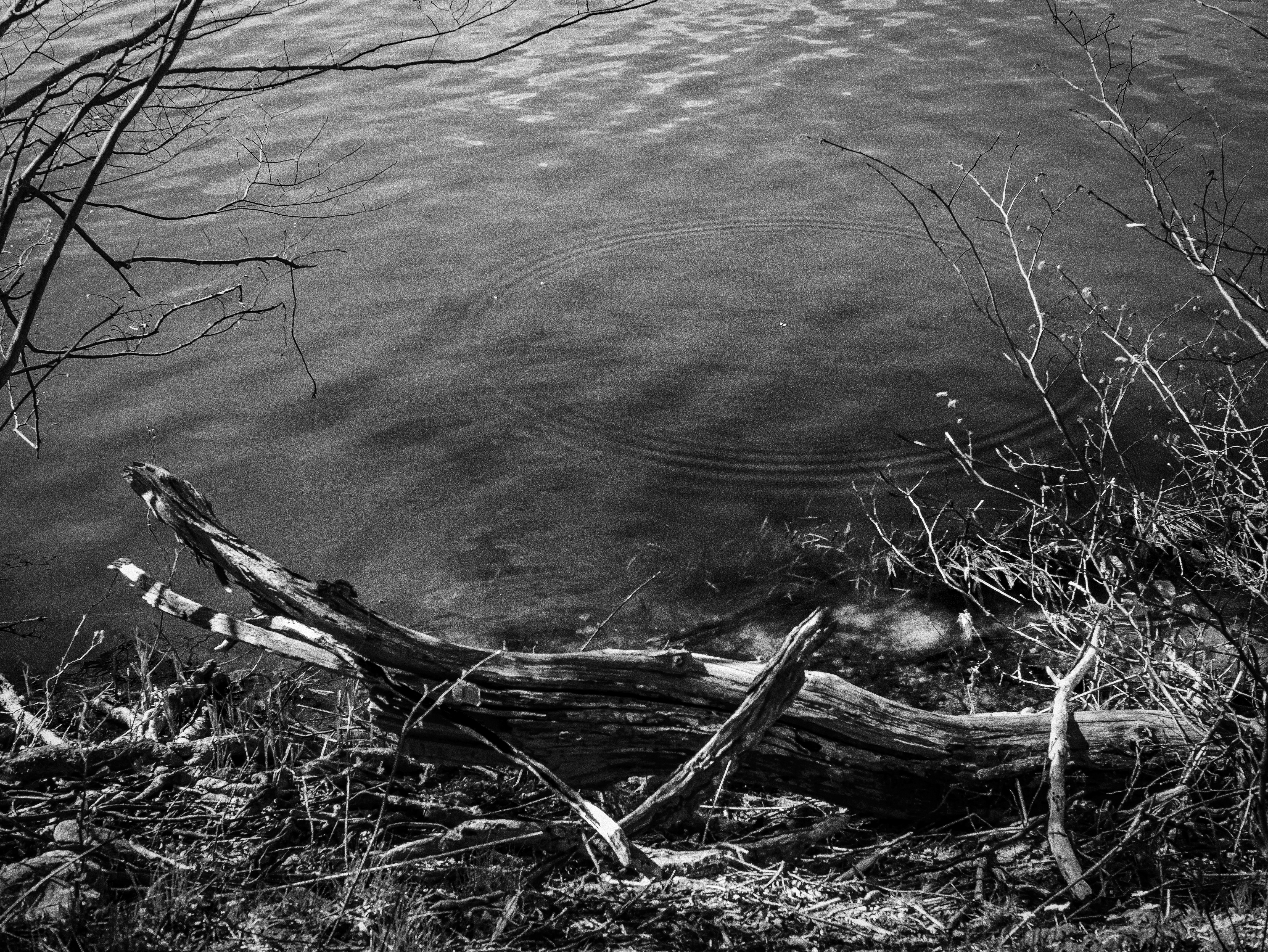 Am Ufer des Bothkamper Sees III