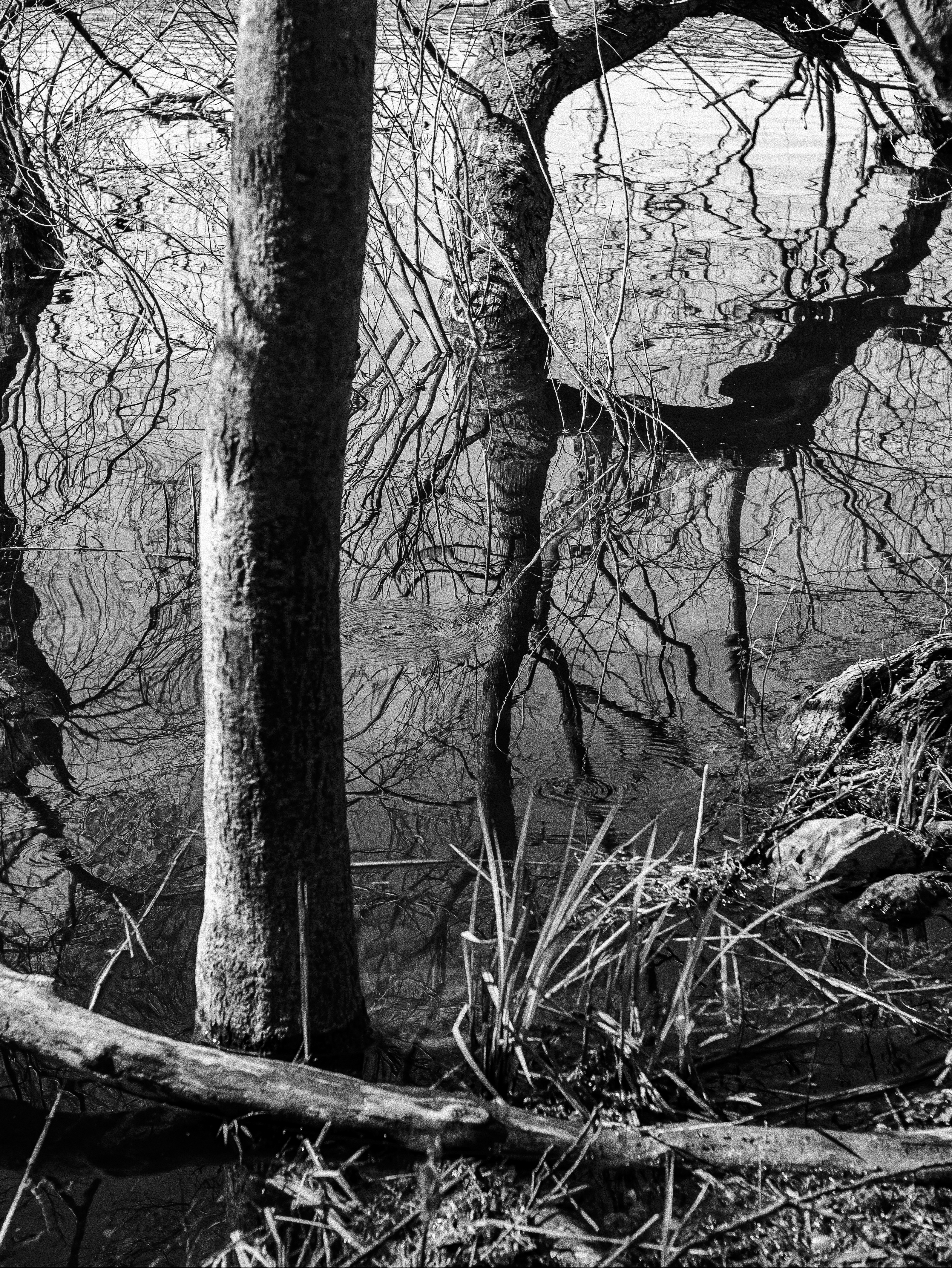 Am Ufer des Bothkamper Sees V