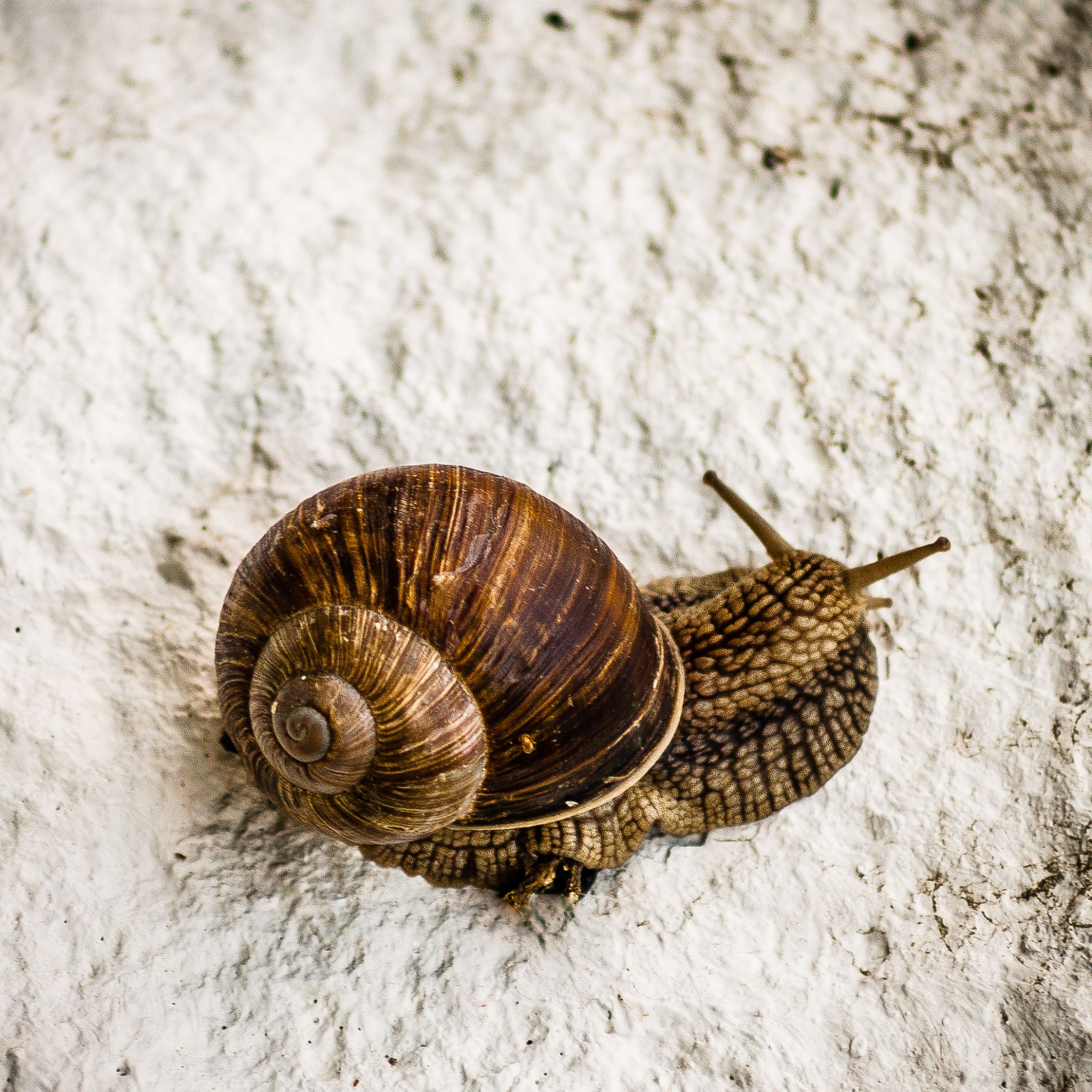 Weinbergschnecke auf weißem Stein