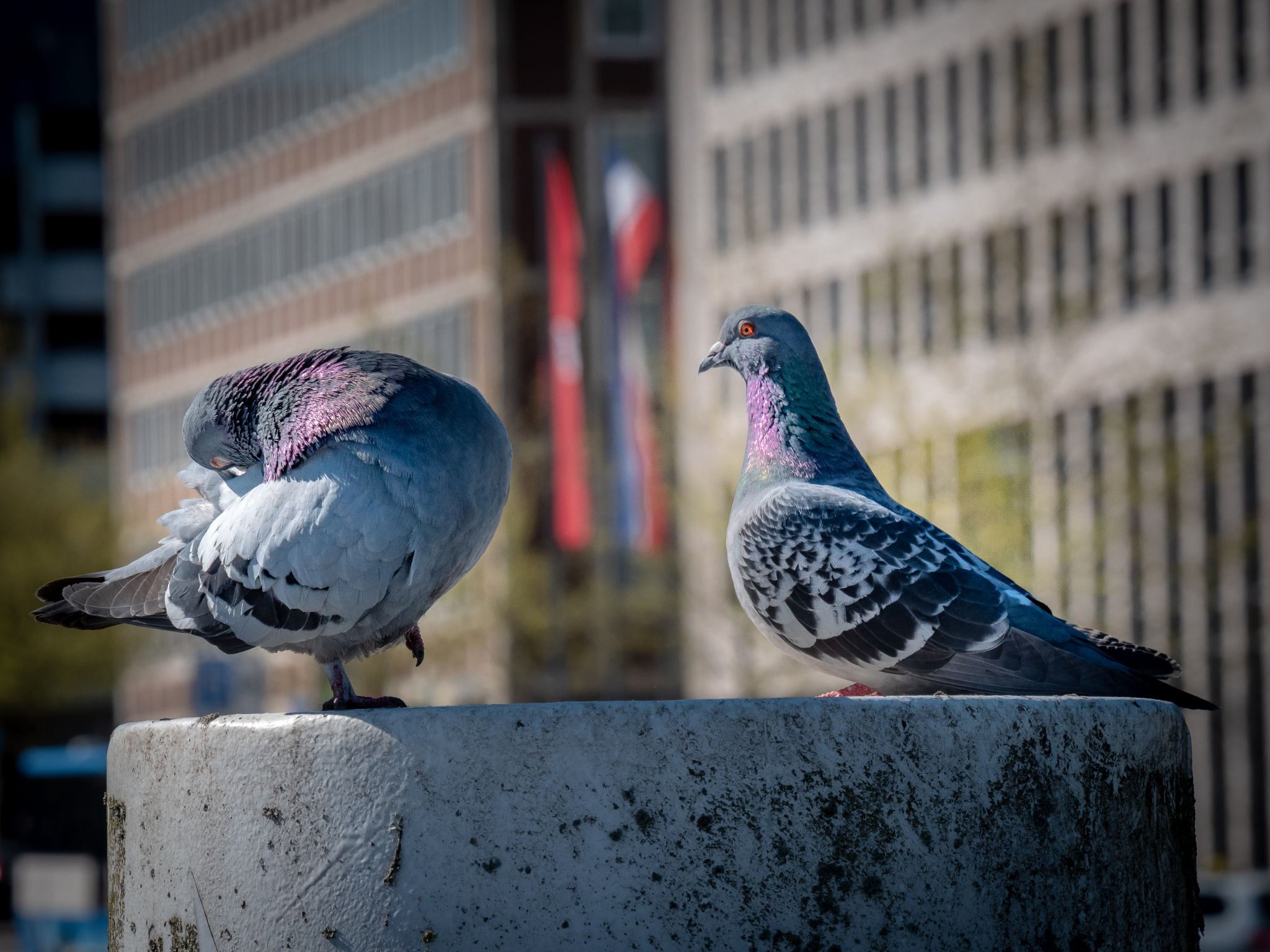 Wenn man keine Möwen hat