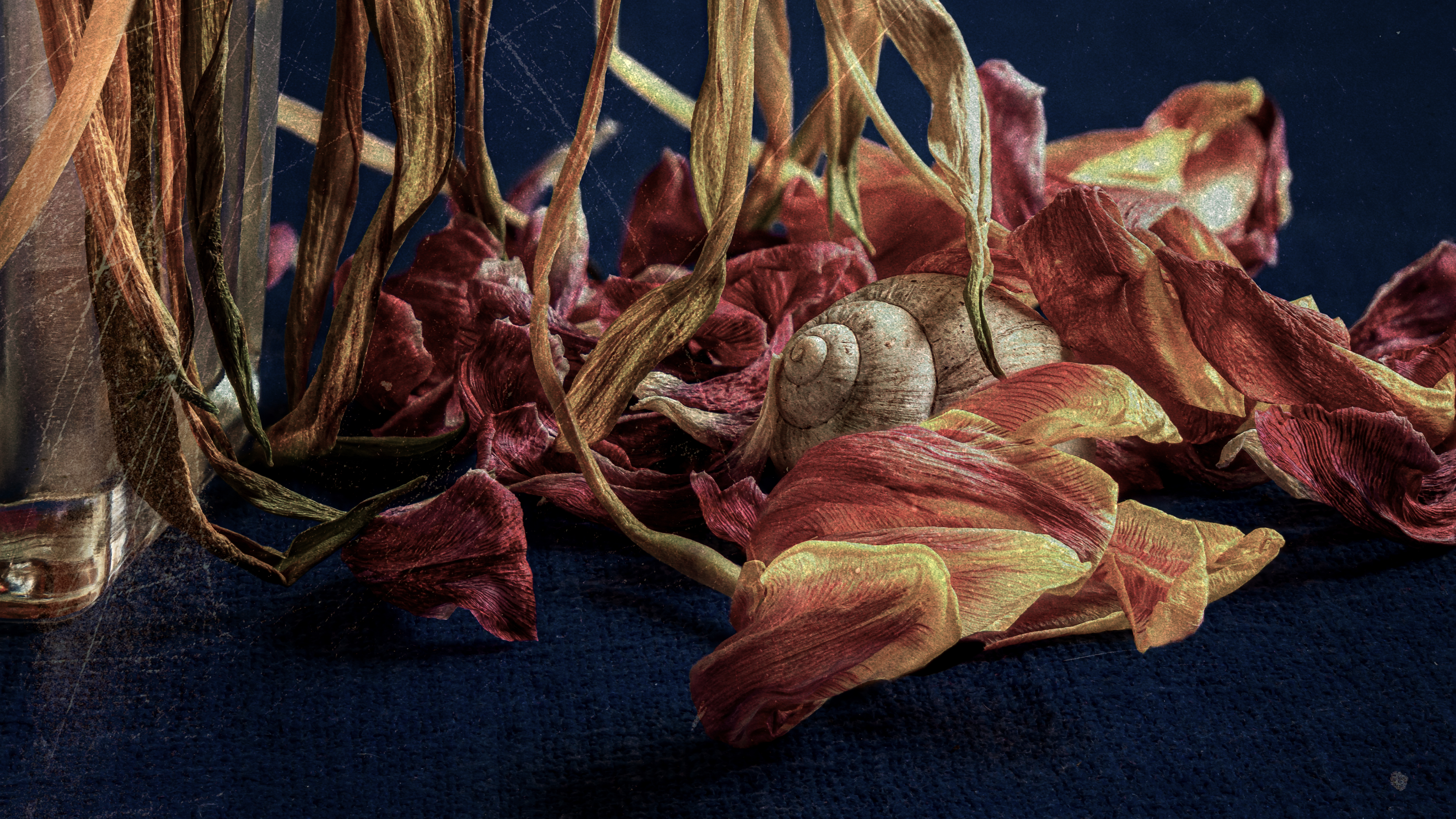 Stilleben mit Schneckenhaus