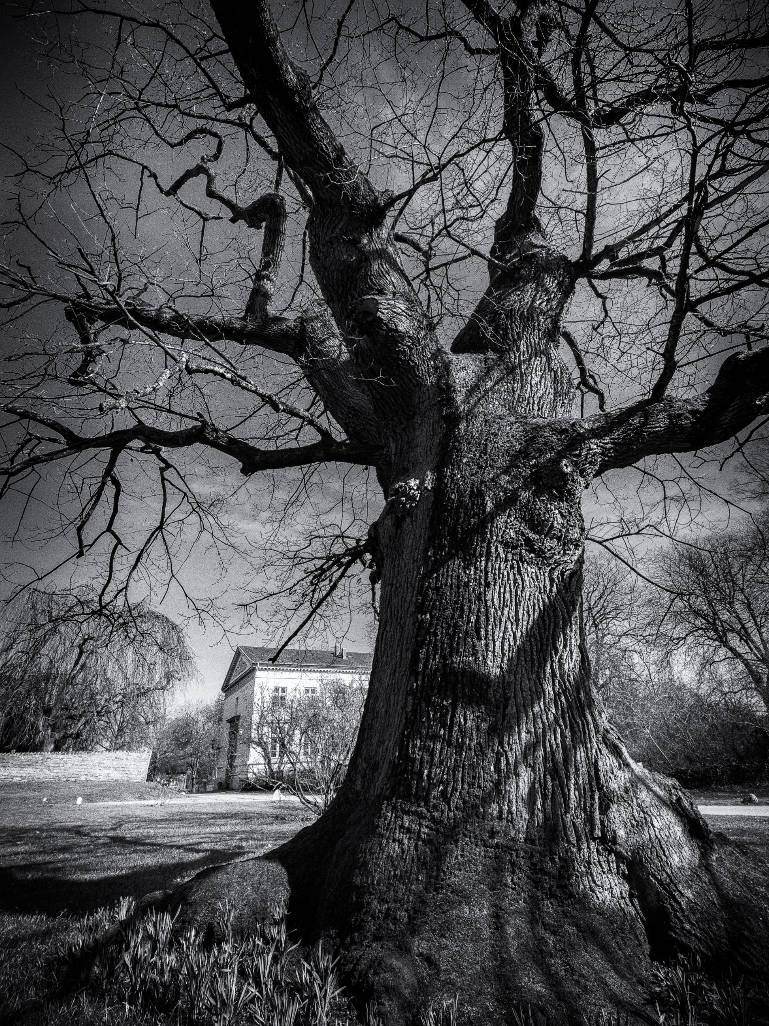 Eiche im Preetzer Kloster