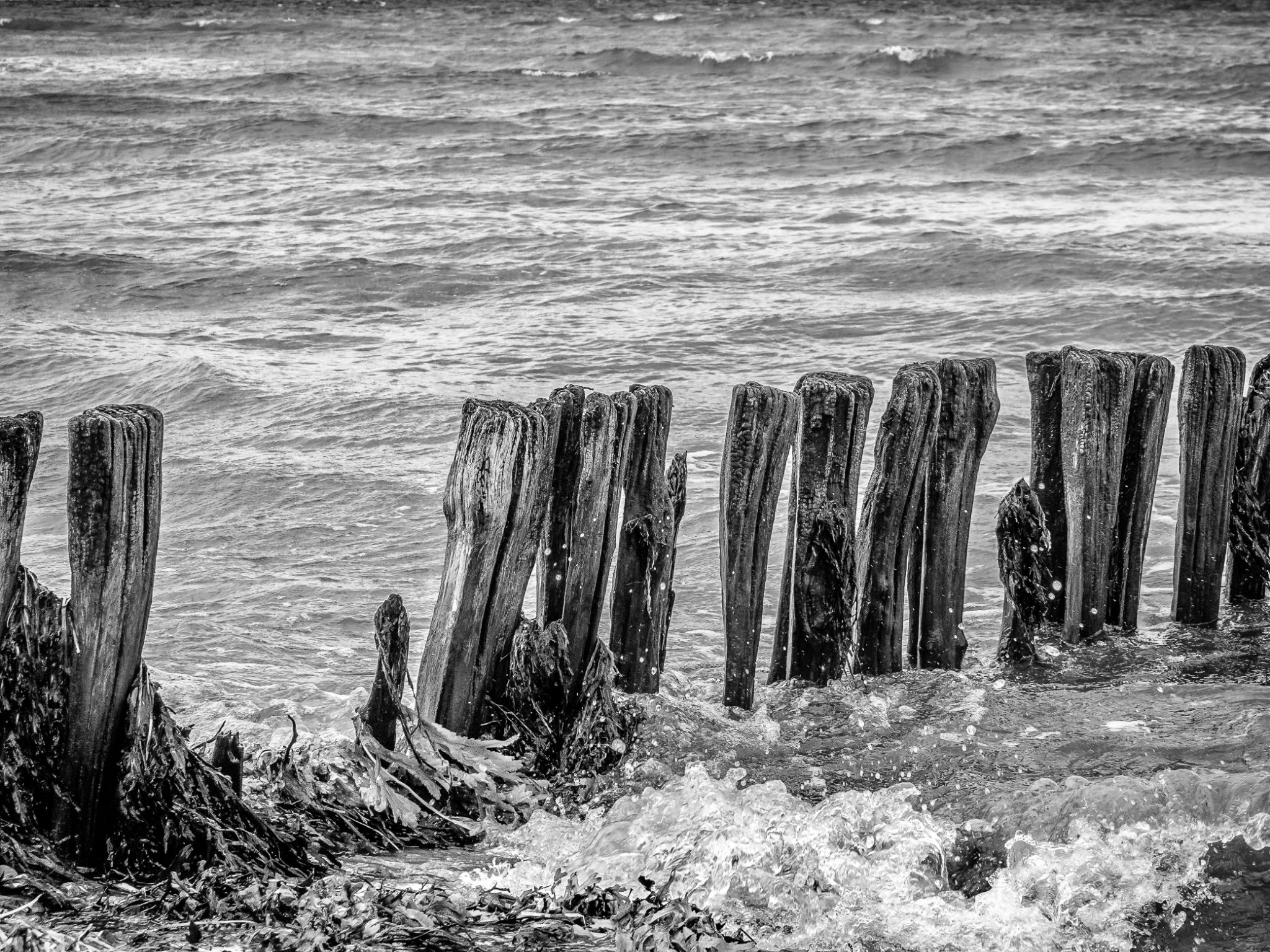 verwitterte Pfähle I